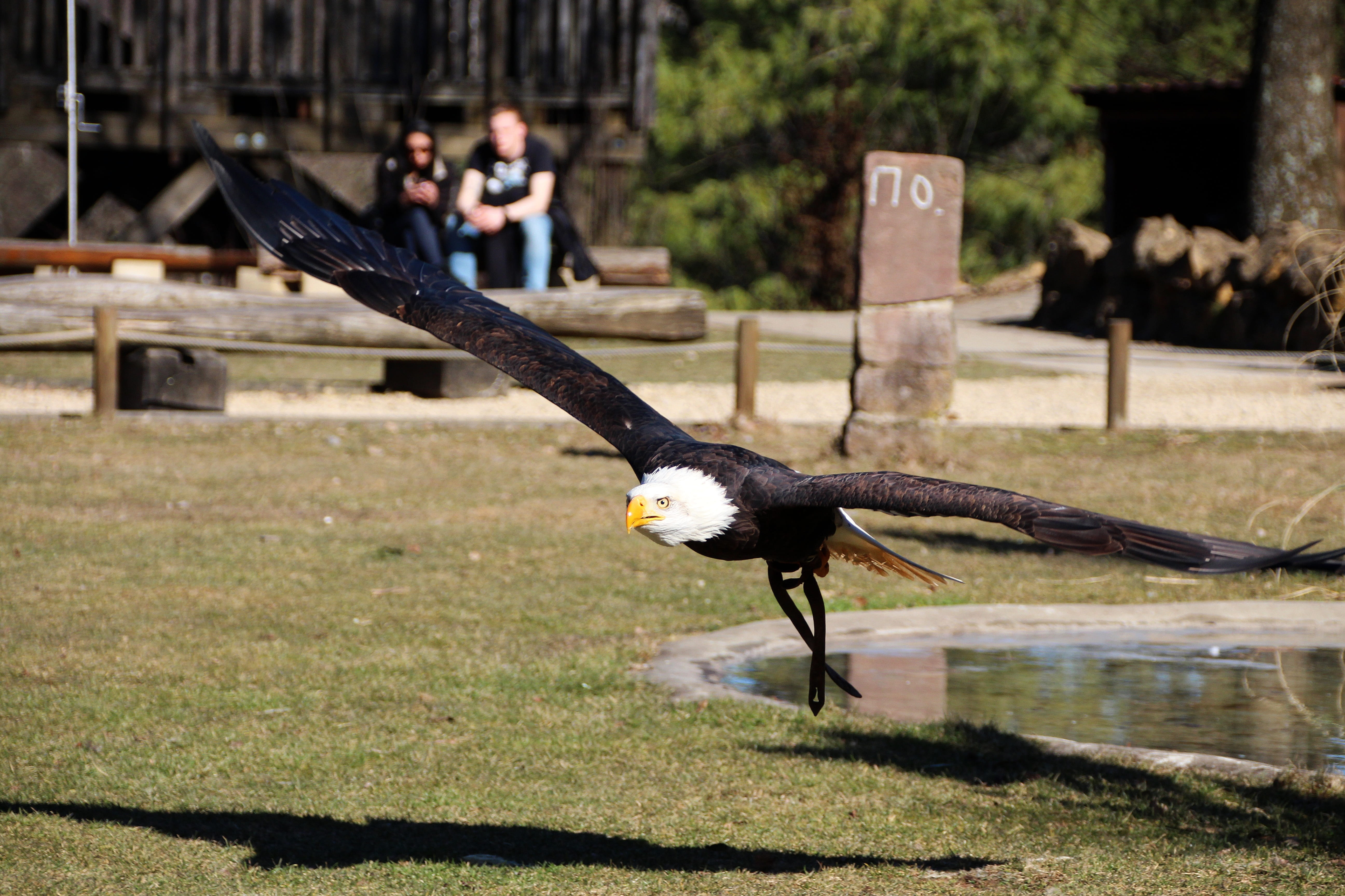 raptor, animal themes, animals in the wild, flying, outdoors, day, bird, 5K, no people, plant, architecture, spread wings, bald eagle, grass, animal wildlife, HD Wallpaper