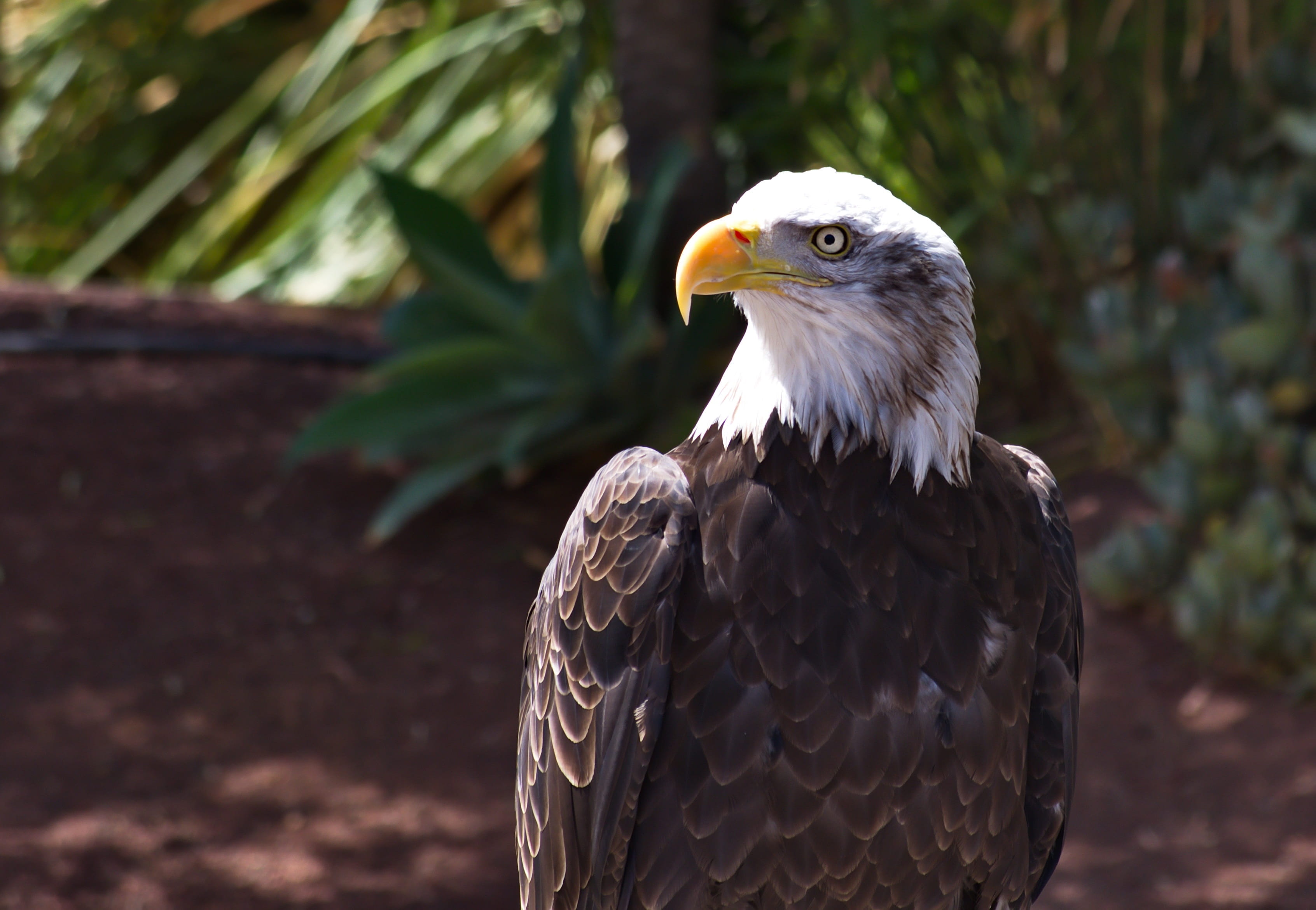 looking away, bald eagle, majestic, nature, day, the head of the, white-tailed eagle, animals in the wild, animal wildlife, 2K, animal themes, focus on foreground, HD Wallpaper