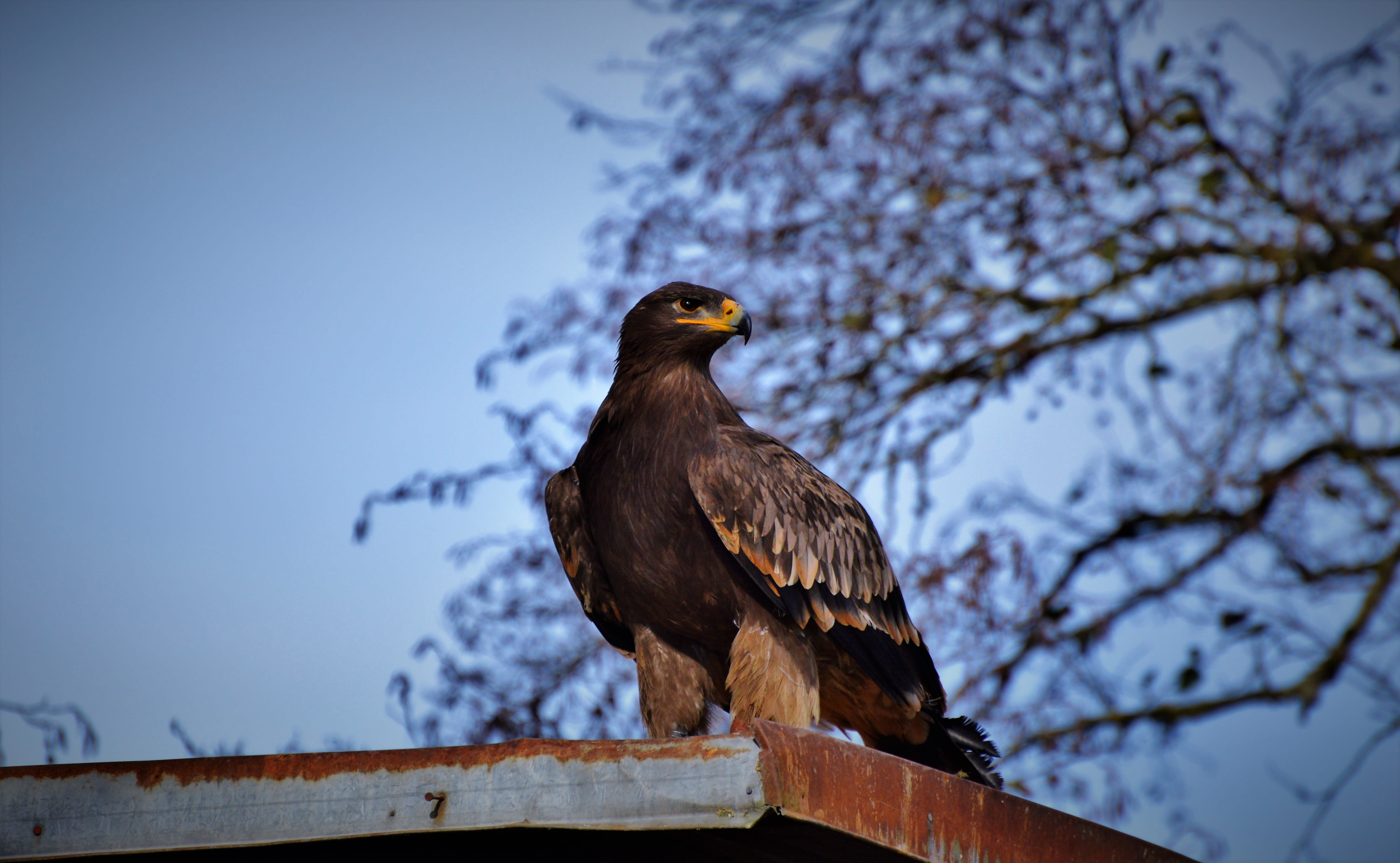heraldic animal, perching, bald eagle, tree, branch, no people, brown eagle, eagle, one animal, animal, sky, nature, outdoors, eagle - bird, 5K, raptor, HD Wallpaper