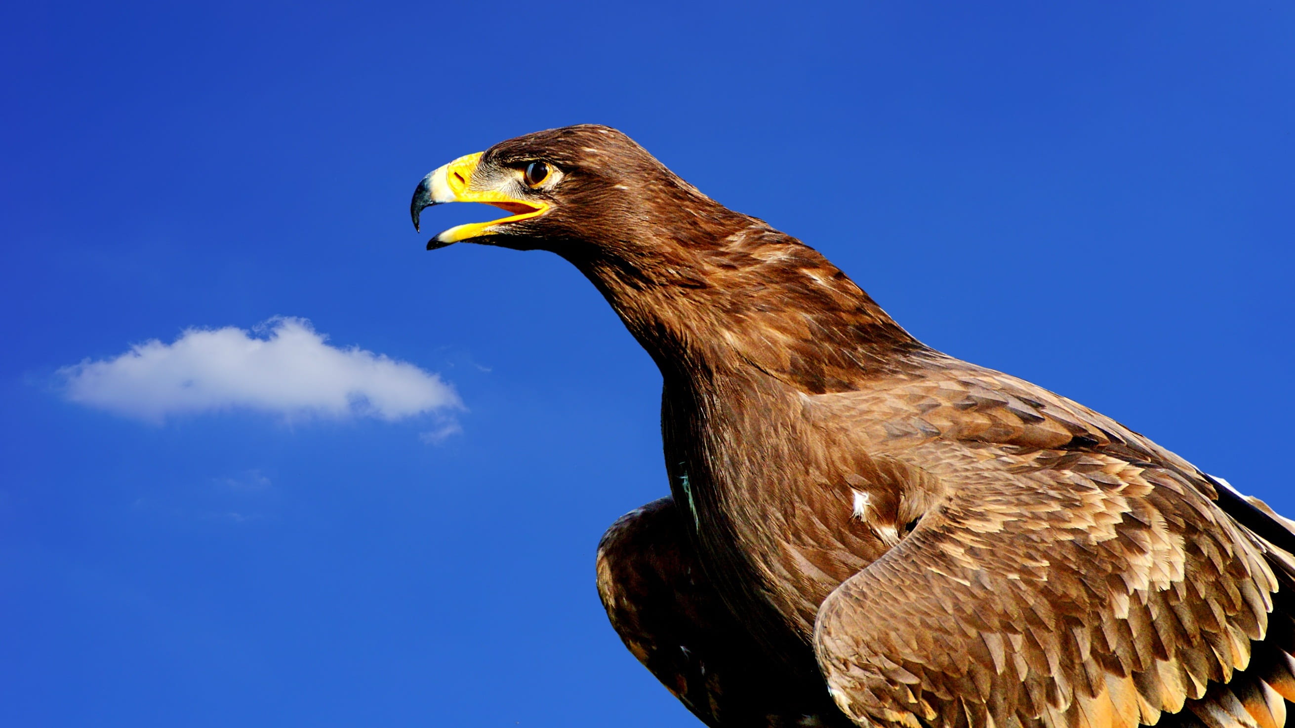 clear sky, animal, wildlife park, 2K, beak, animals in the wild, no people, blue, animal wildlife, majestic, adler, profile view, zoo, vertebrate, brown eagle, HD Wallpaper
