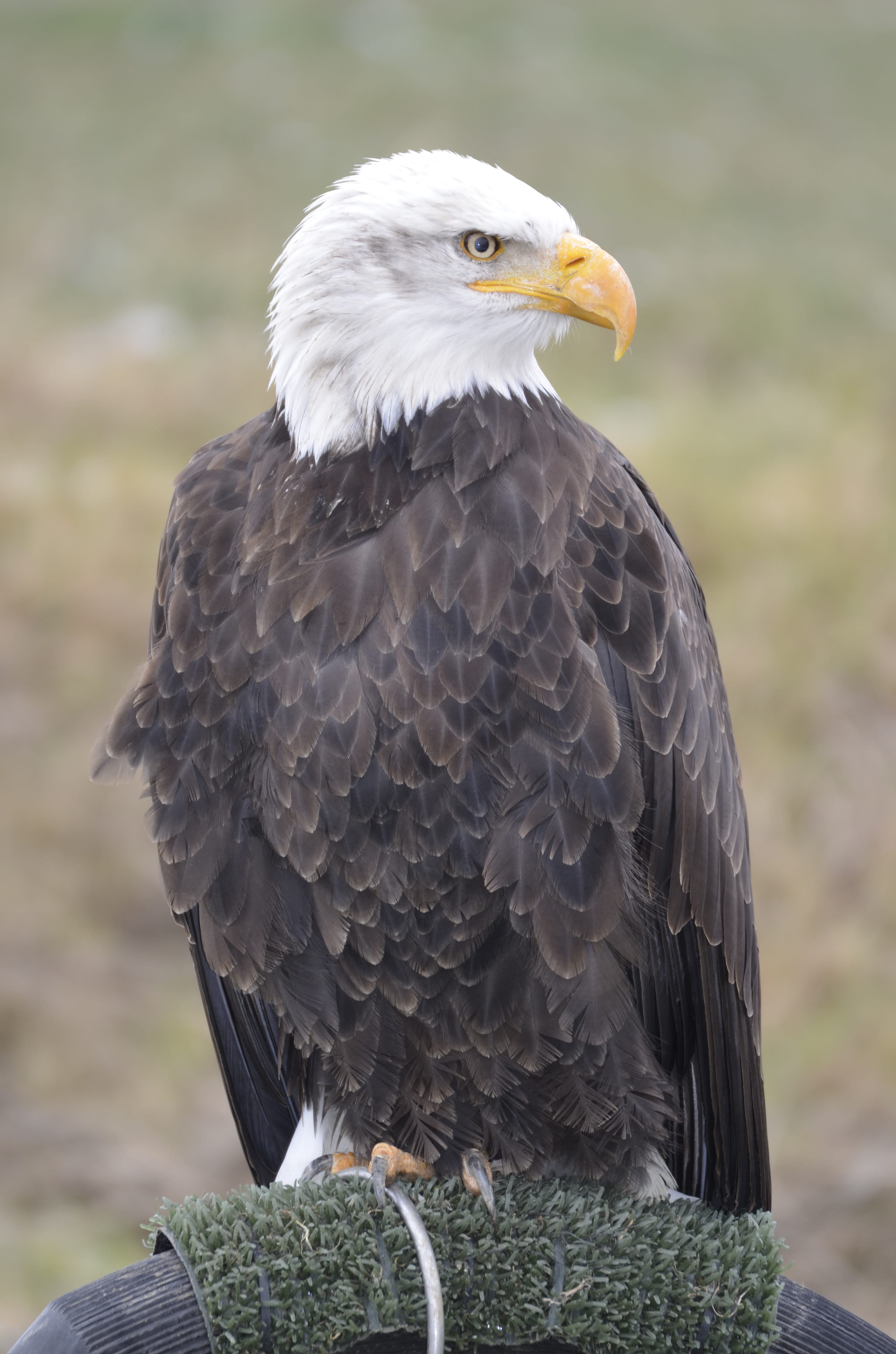 animal eye, coat of arms of bird, close-up, 4K, bird, eagle - bird, birds, looking, outdoors, animal themes, animal head, bald eagle, wing, raptor, beak, Phone HD Wallpaper