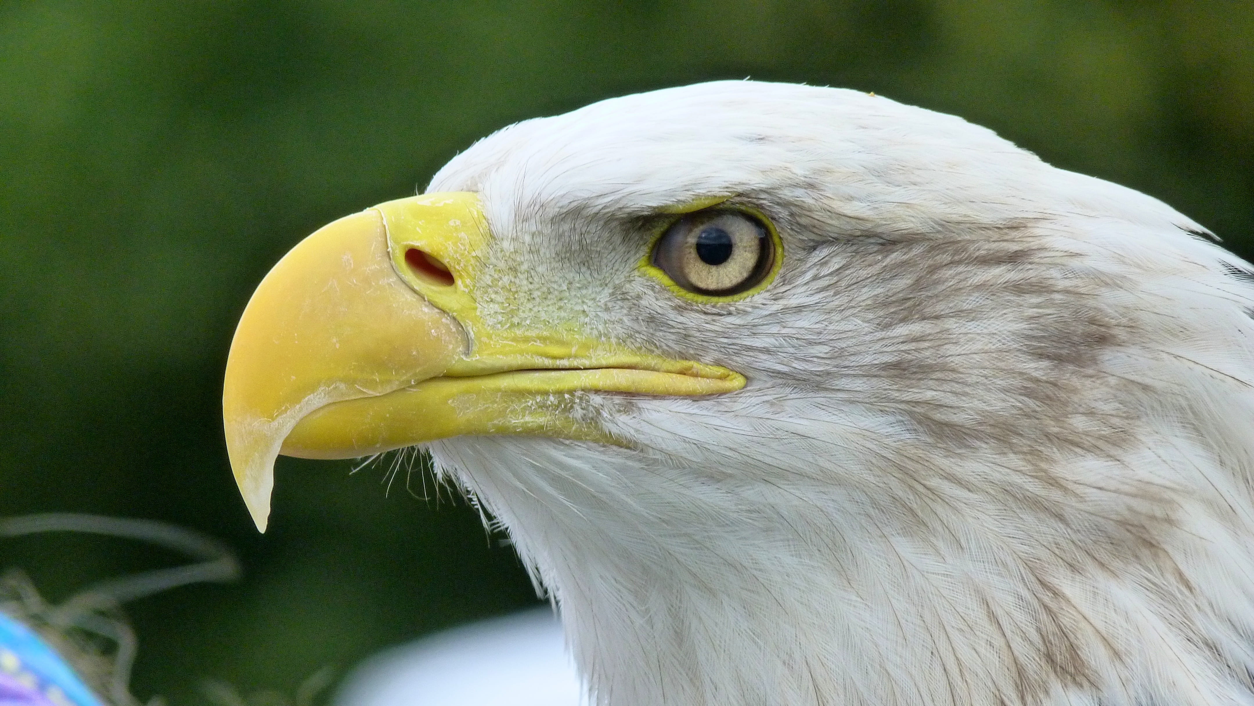 vertebrate, one animal, beak, photography, animal body part, raptor, coat of arms of bird, no people, focus, animal, animal head, animal themes, looking, HD Wallpaper