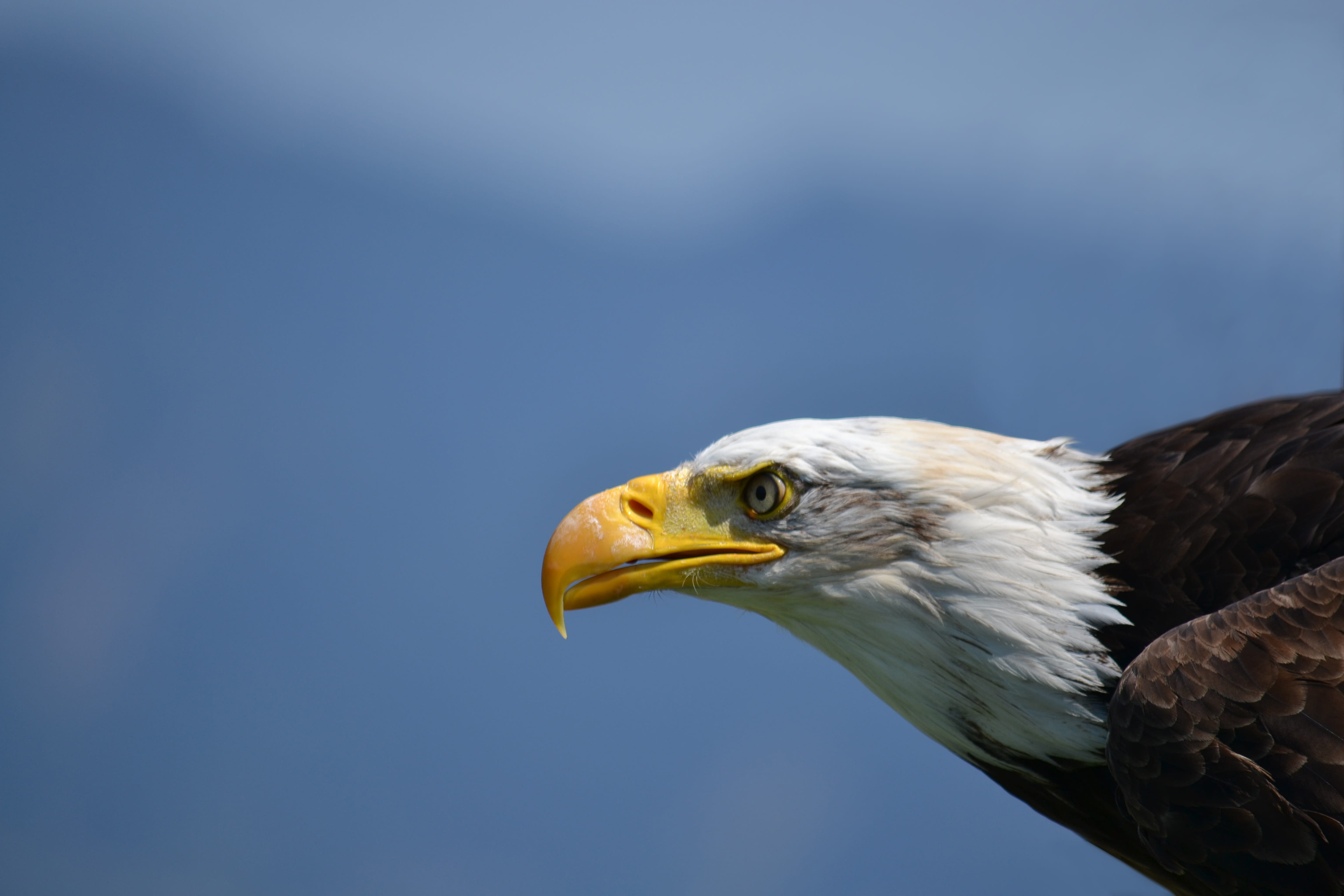 bird of prey, blue, usa, animal body part, white tailed eagle, animal head, adler, white, copy space, black, eagle, raptor, side view, vertebrate, nature, HD Wallpaper