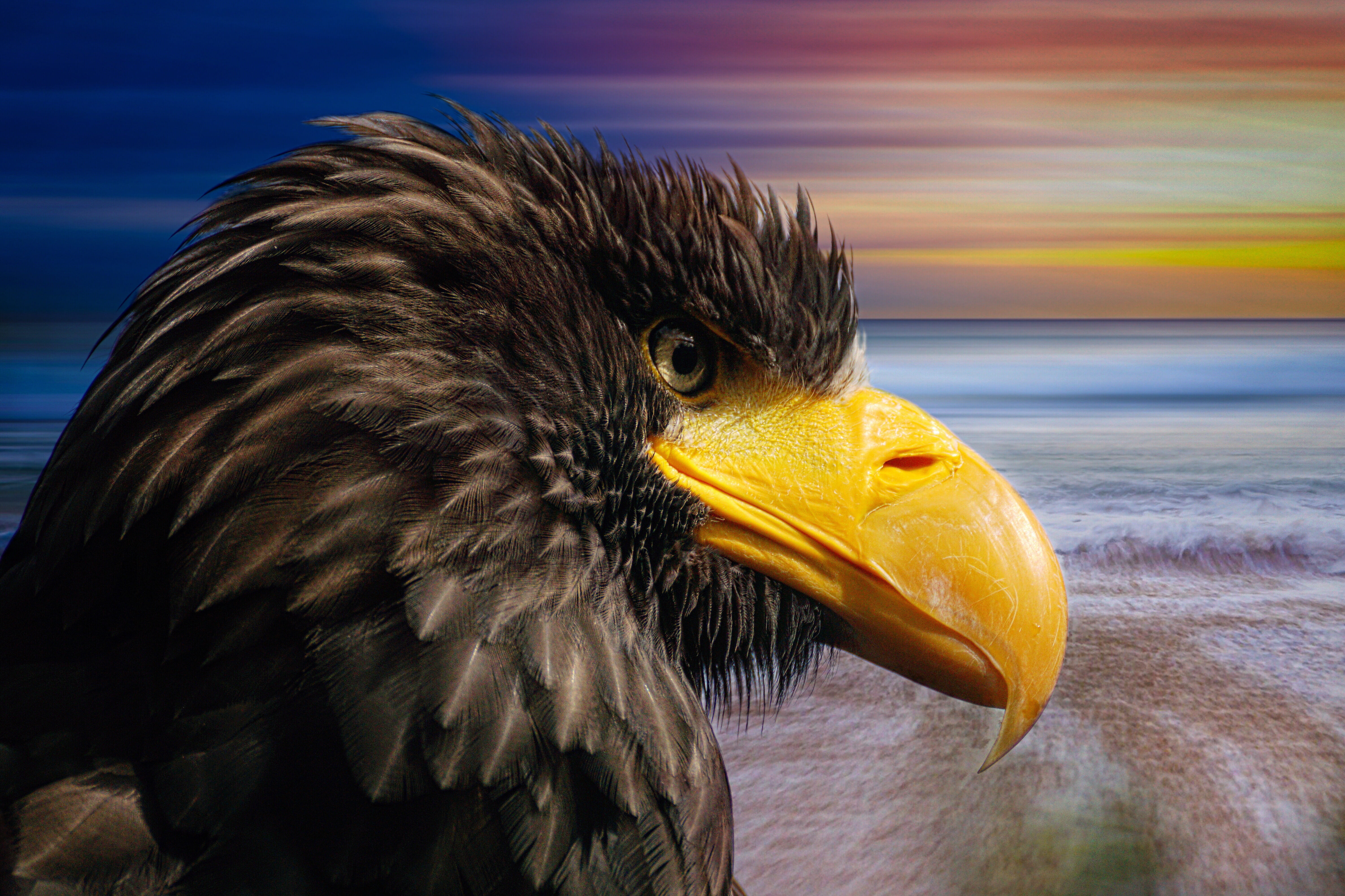 feather, animal wildlife, close, coat of arms of bird, background, heraldic animal, emotions, longing, closeup, plumage, raptor, white tailed eagle, 5K, HD Wallpaper