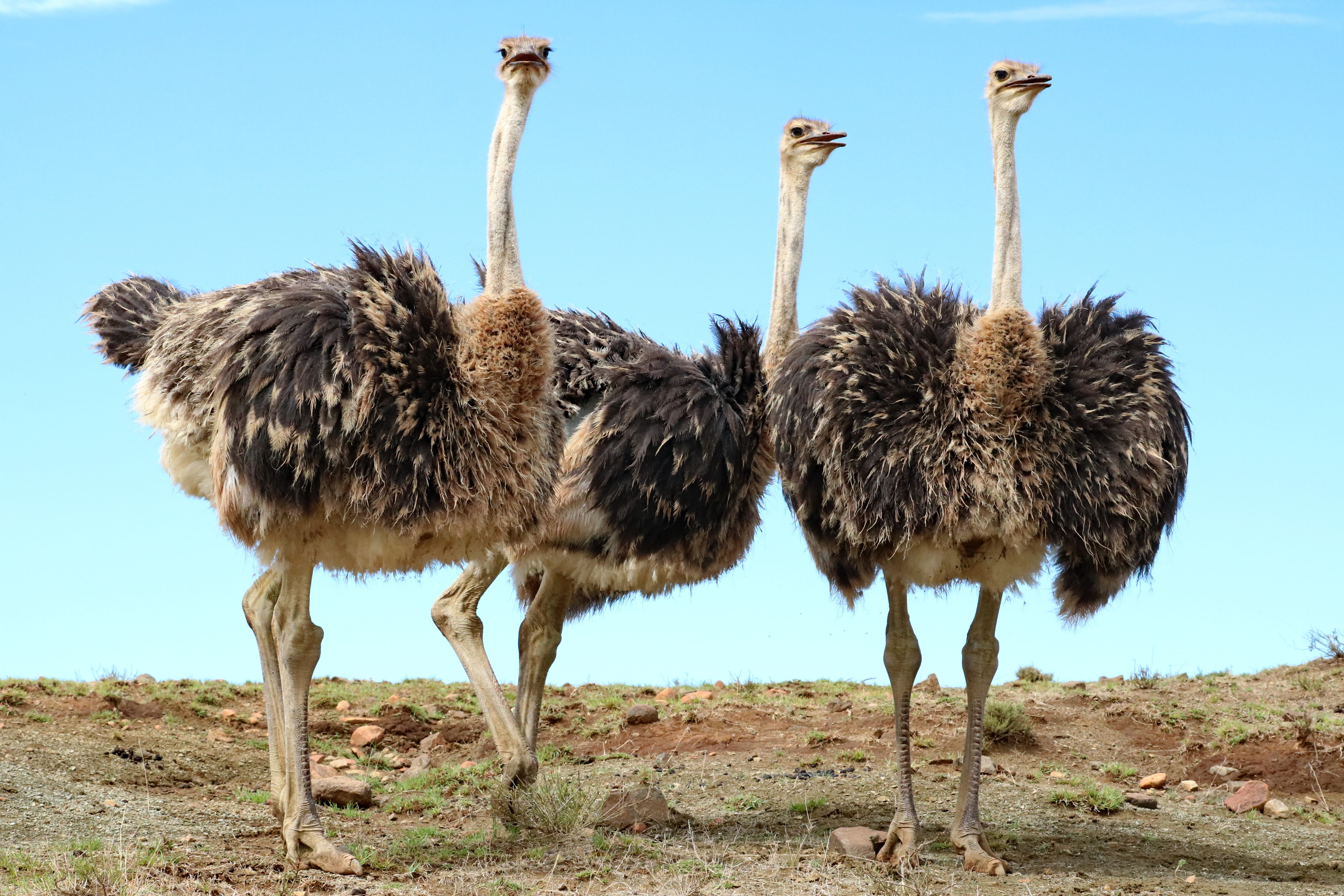 animal wildlife, big bird, plumage, nature, animals in the wild, plant, group of animals, wildlife, standing, ostrich, sunlight, feather, birds, vertebrate, HD Wallpaper
