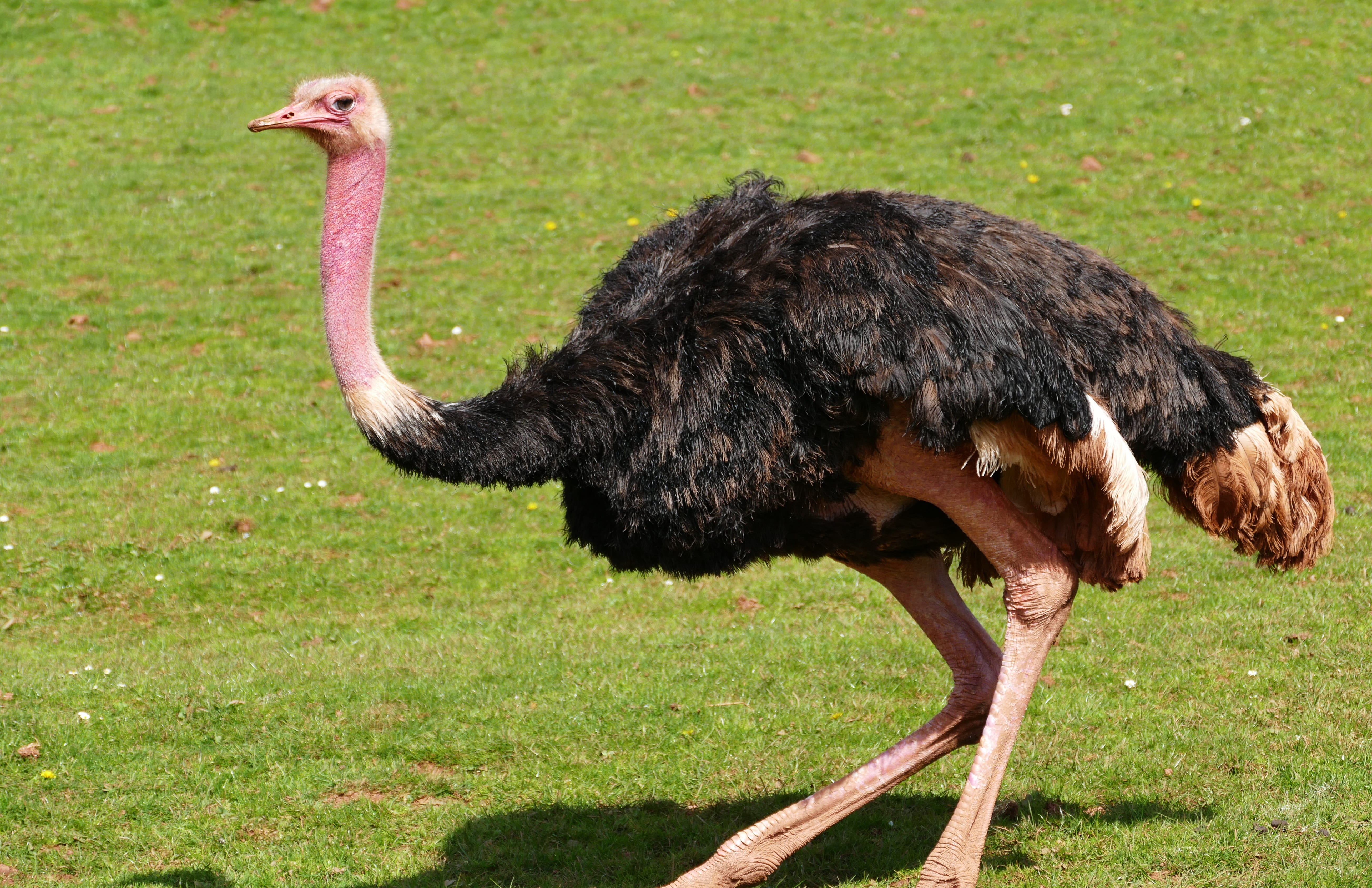aviary, animal-photography, ostriches, mammal, farm, green color, Nature, large-bird, ugly-bird, one animal, 5K, side view, nature-photography, flightless-bird, HD Wallpaper