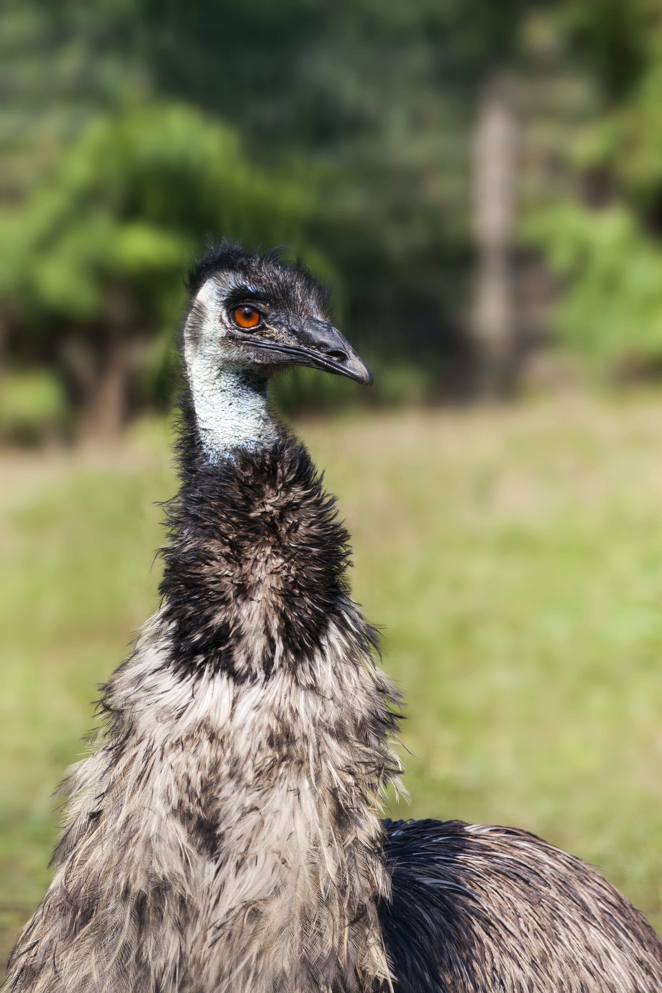 land, animal body part, one animal, ostrich, flightless bird, emu, zoo, animal, bird, animal wildlife, beak, focus on foreground, animal neck, day, animal eye, Phone HD Wallpaper