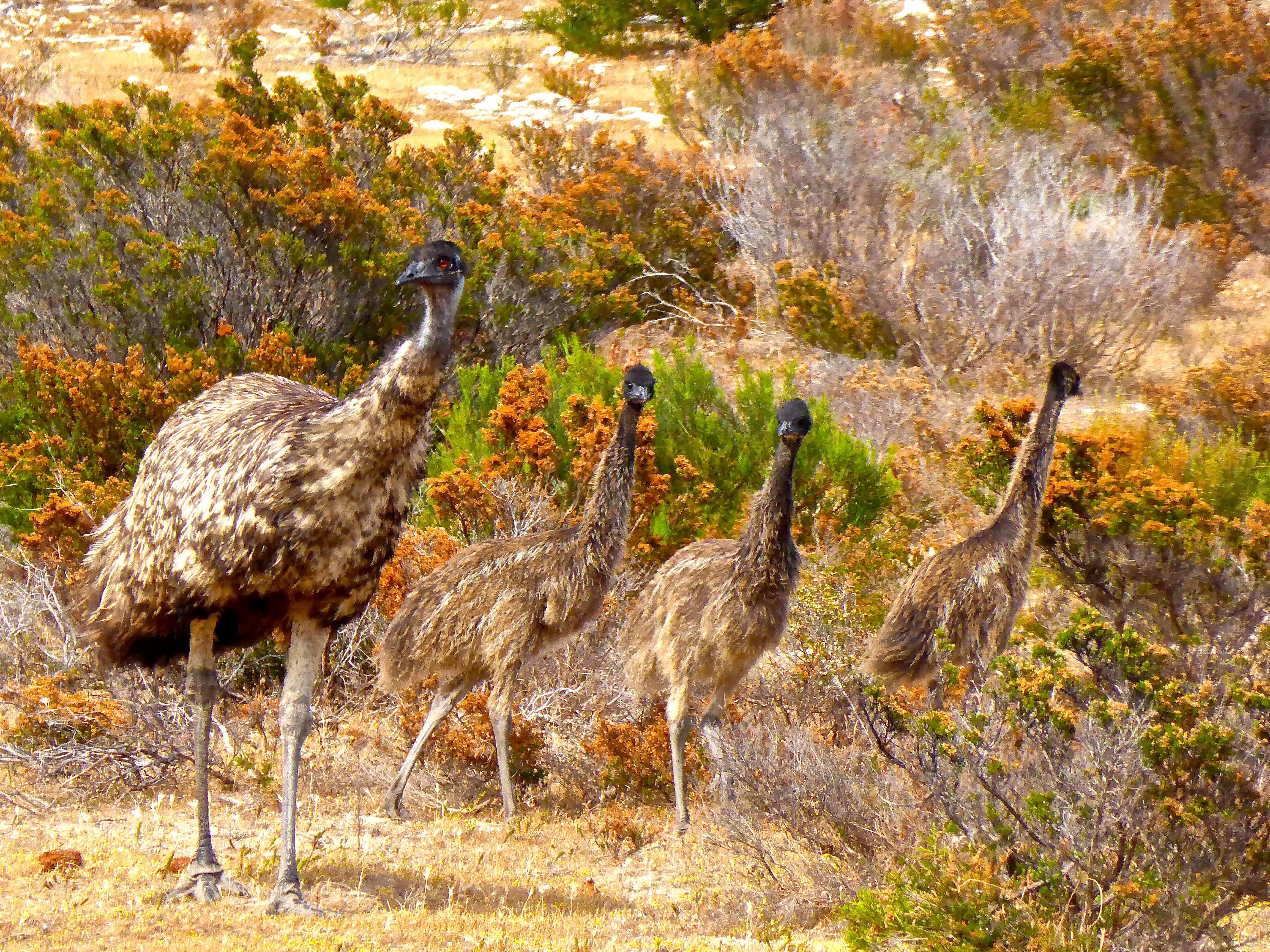 grass, emus, flightless, animal themes, tree, beauty in nature, vertebrate, curious, land, wildlife, 4K, plumage, animal, australia, avian, standing, no people, HD Wallpaper