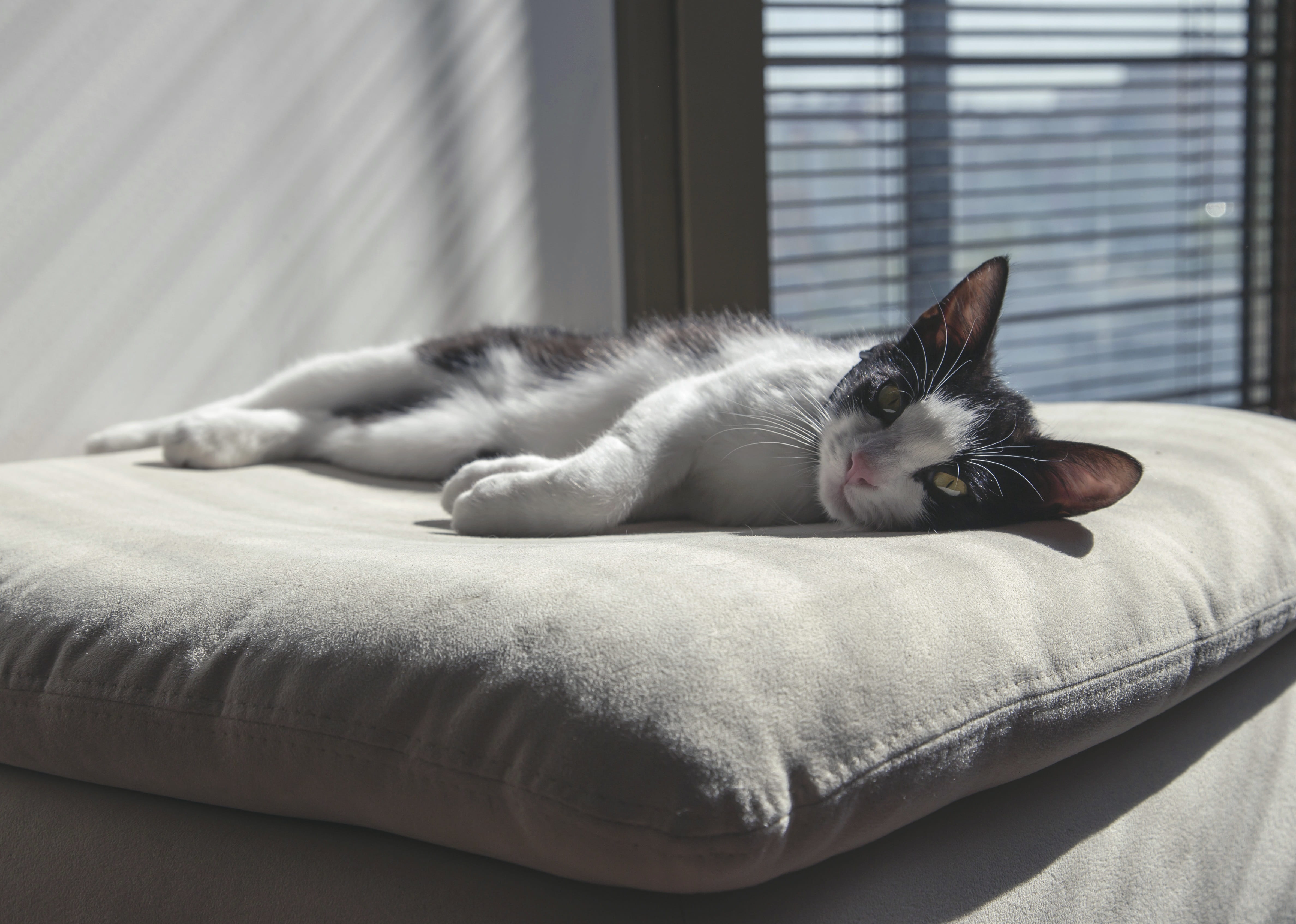 relaxation, sleep, tired, pets, one animal, morning, backlight, bed, domestic animals, cute, pet, domestic, domestic cat, light, indoors, fur, top, white, HD Wallpaper