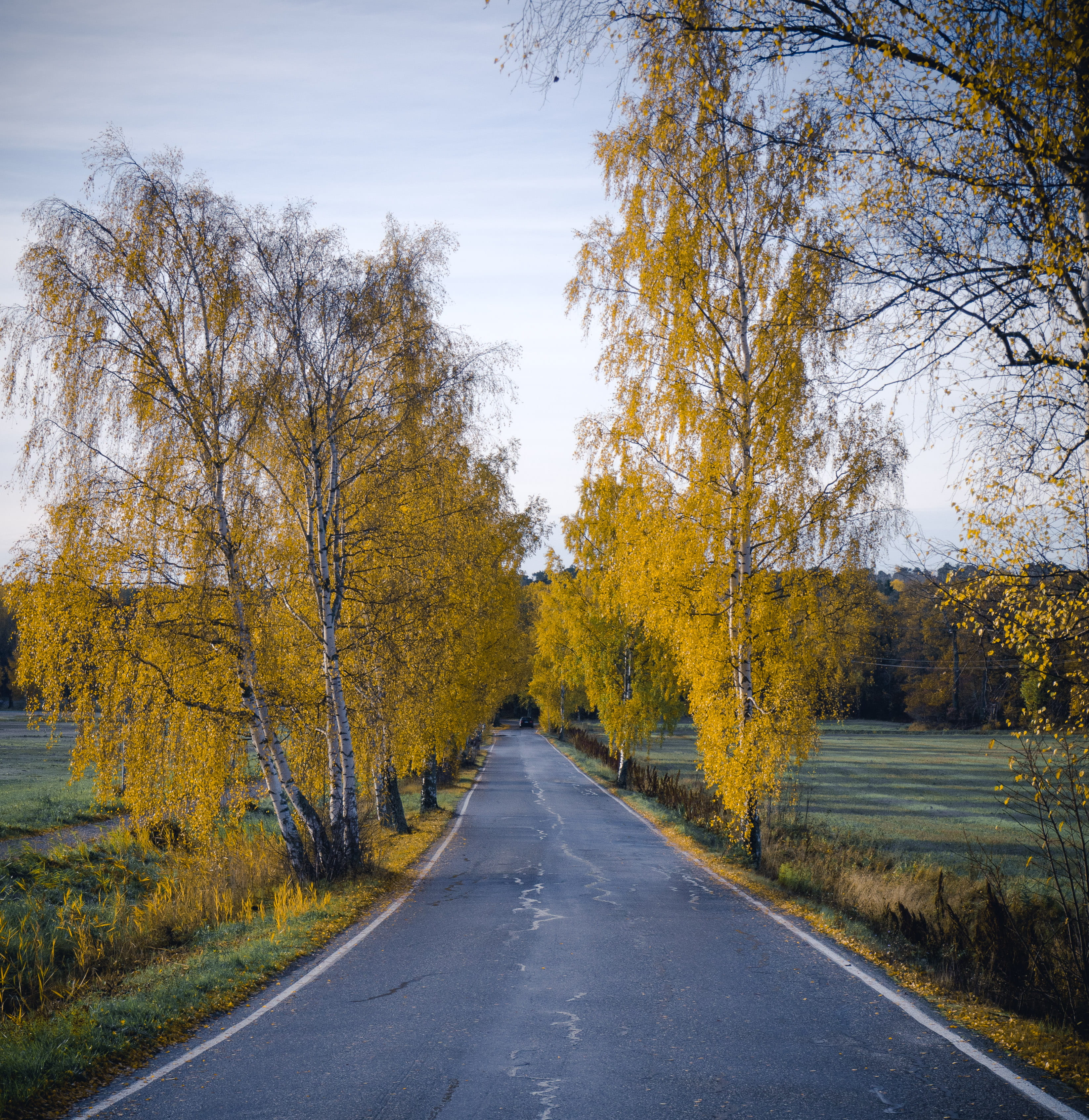 non-urban scene, beauty in nature, plant, scenics - nature, outdoors, the way forward, autumn, treelined, birches, growth, tranquil scene, tranquility, Phone HD Wallpaper