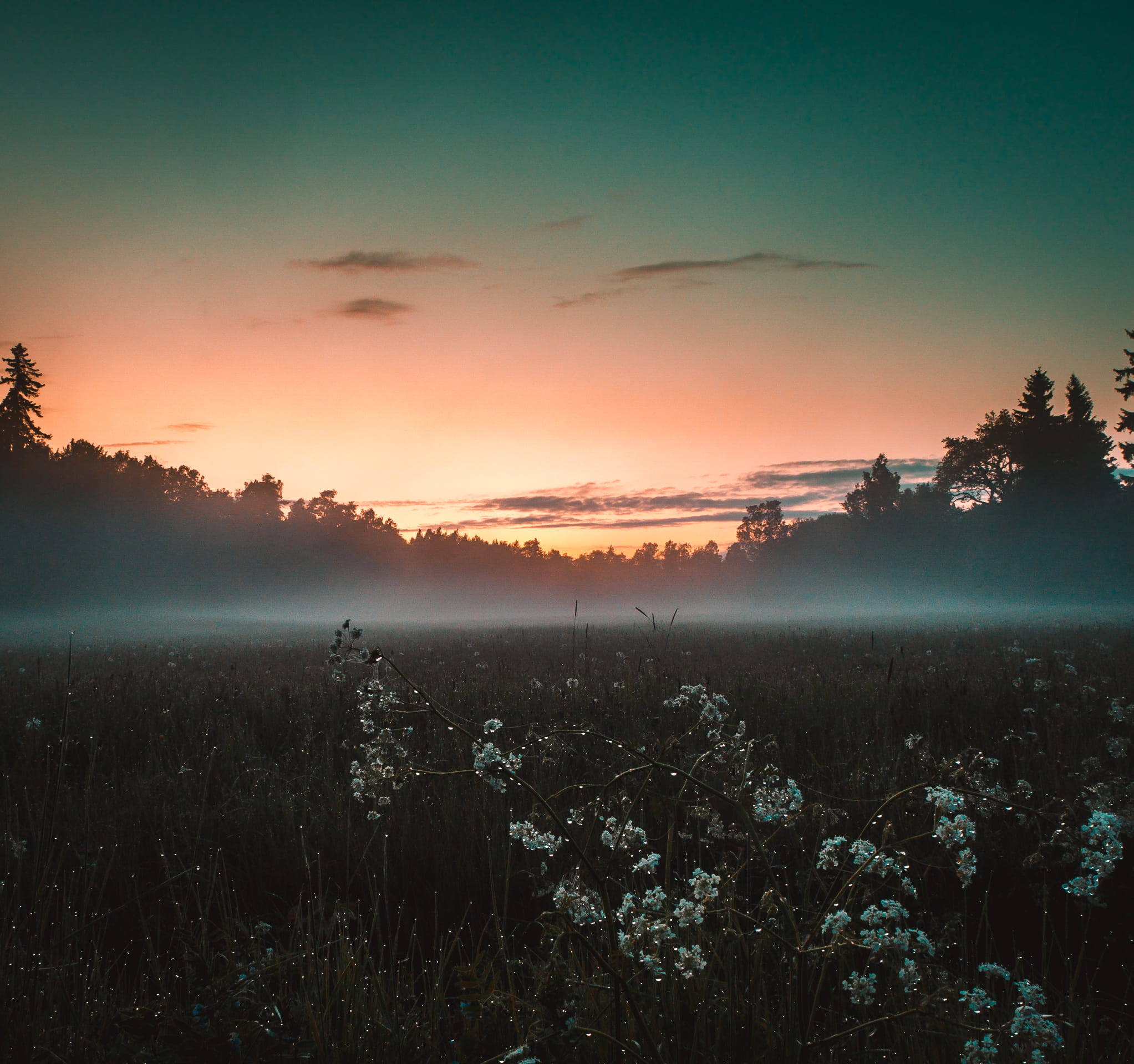 sky, plant, non-urban scene, orange color, tranquil scene, sun, nature, no people, wild flower, fog, turku, outdoors, beauty in nature, dawn, sunrise, ruissalo, HD Wallpaper