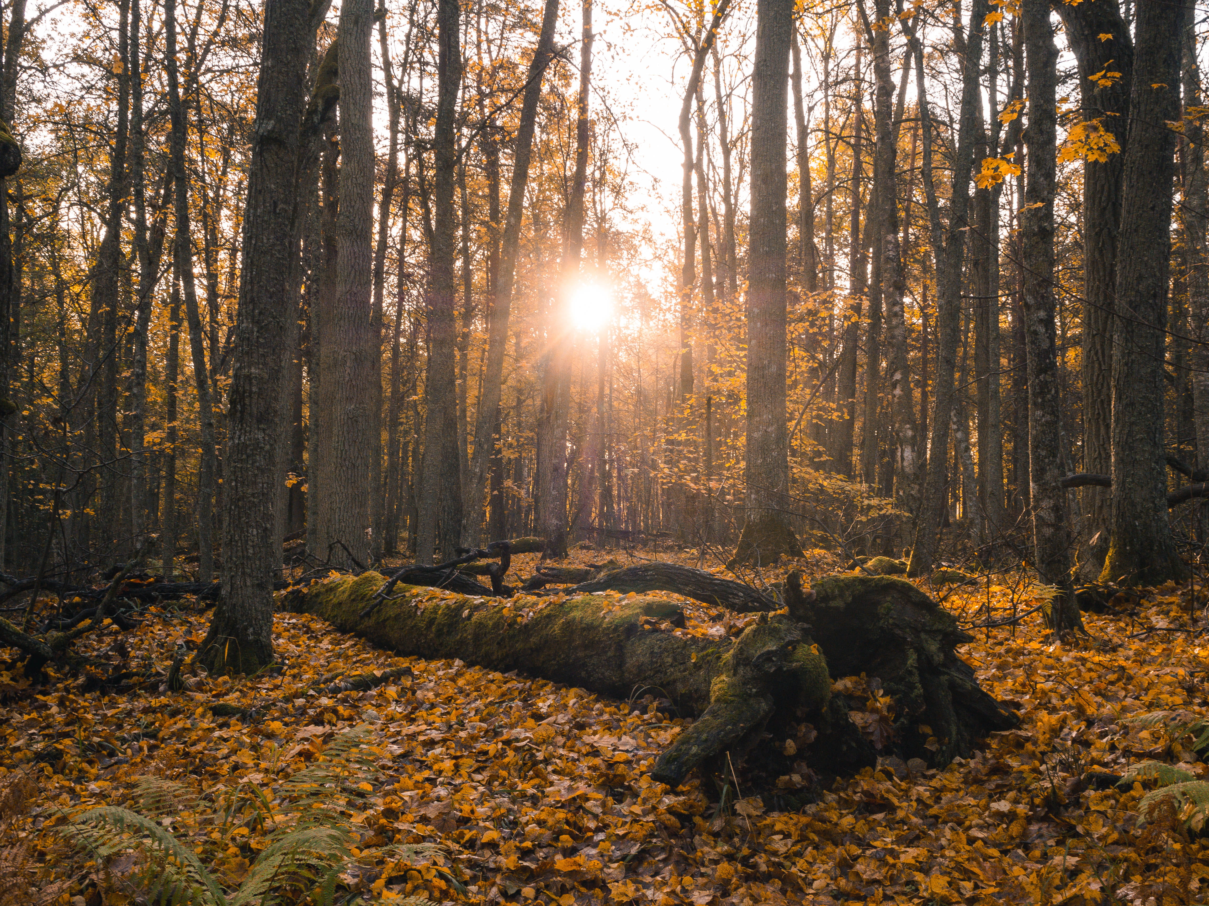 nature, turku, tree, finland, scenics - nature, growth, tree trunk, autumn, trees, sunrise, no people, land, woodland, sunlight, fallen tree, streaming, HD Wallpaper