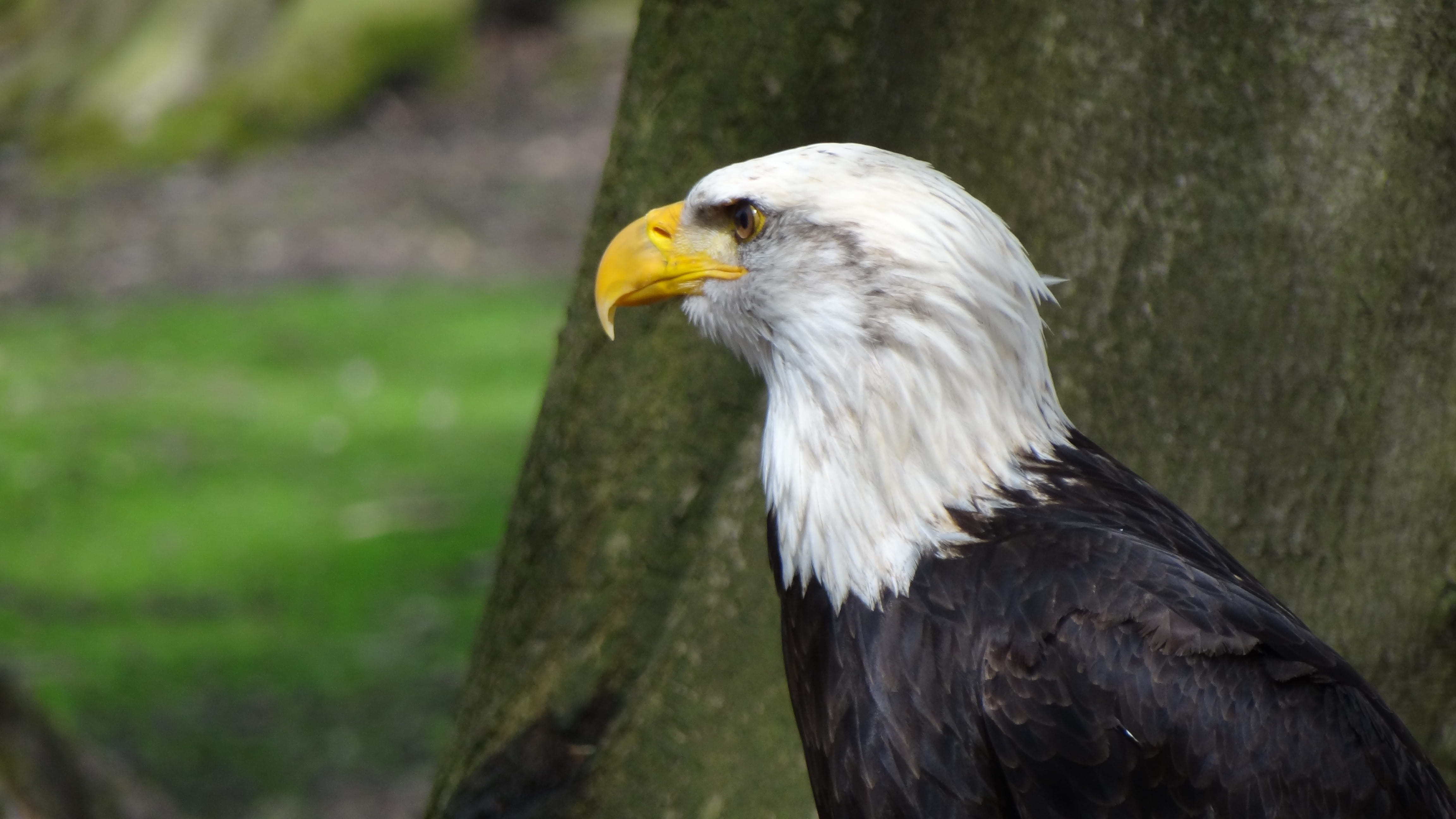 bald eagle, Coat Of Arms, eagle - bird, day, one animal, beak, nature, Adler, outdoors, animal head, bird of prey, animal wildlife, animal, no people, plant, HD Wallpaper