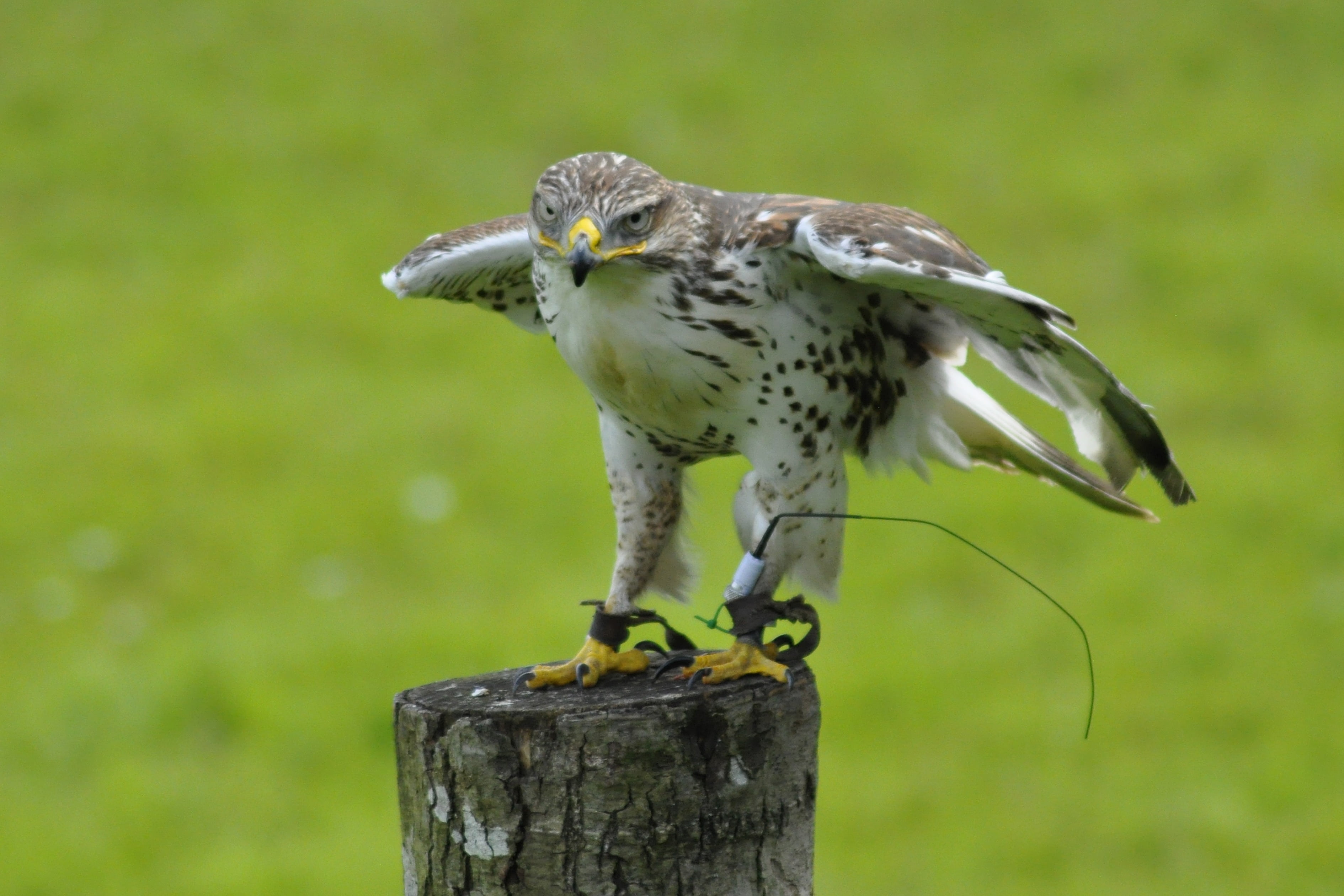 animals, flying, outdoors, animal, gyr falcon, bird of Prey, wildlife, survival, beak, spread wings, nature, falk, post, animal wildlife, 2K, vertebrate, HD Wallpaper