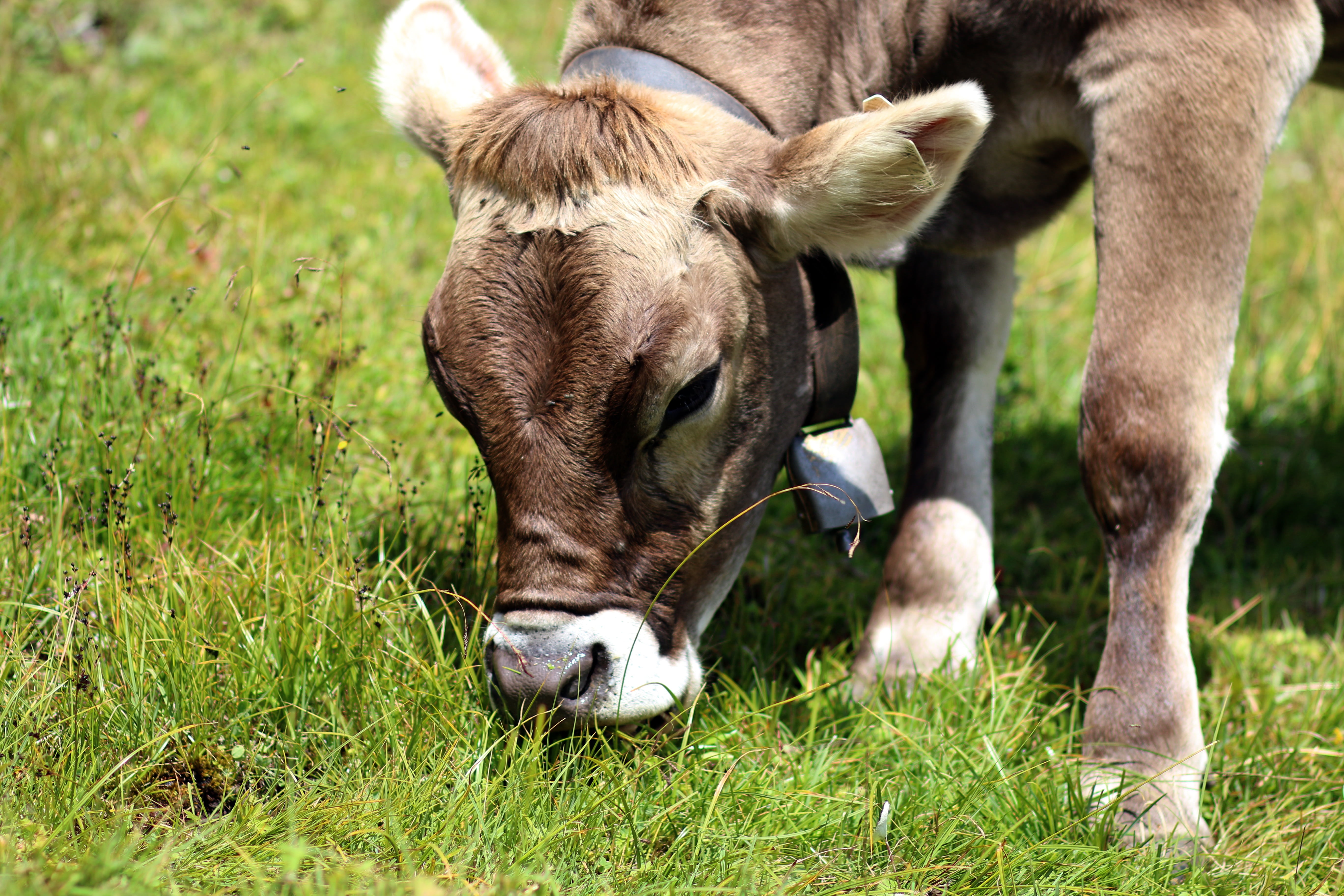 pets, domestic animals, plant, livestock, day, animal themes, grazing, beef, domestic, ruminant, farm, agriculture, cattle, cowboy, animal, field, milk cow, HD Wallpaper