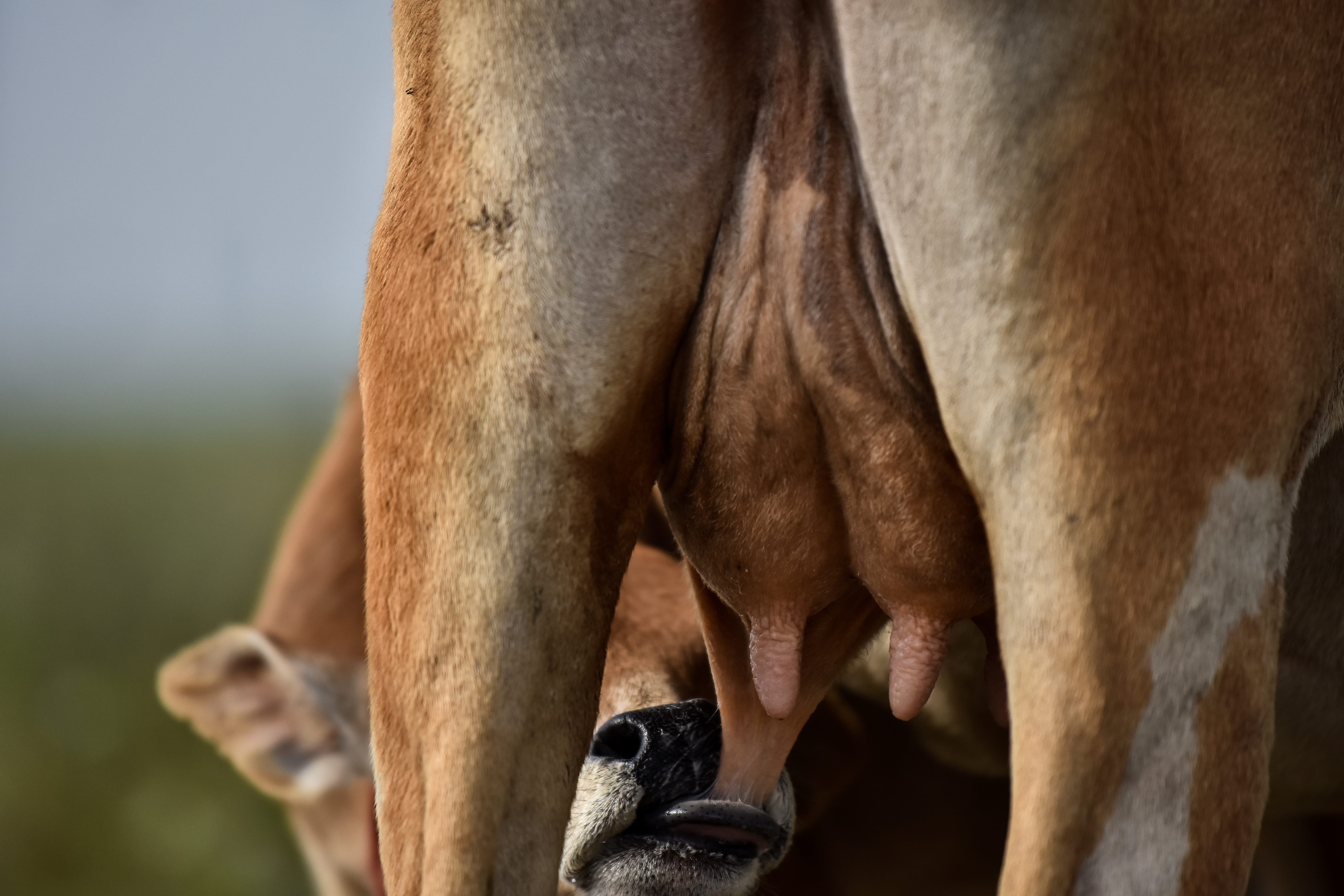 human limb, drinking, human body part, domestic animals, 5K, photography, feed, mammal, milk, close-up, herbivorous, udder, body part, focus on foreground, HD Wallpaper