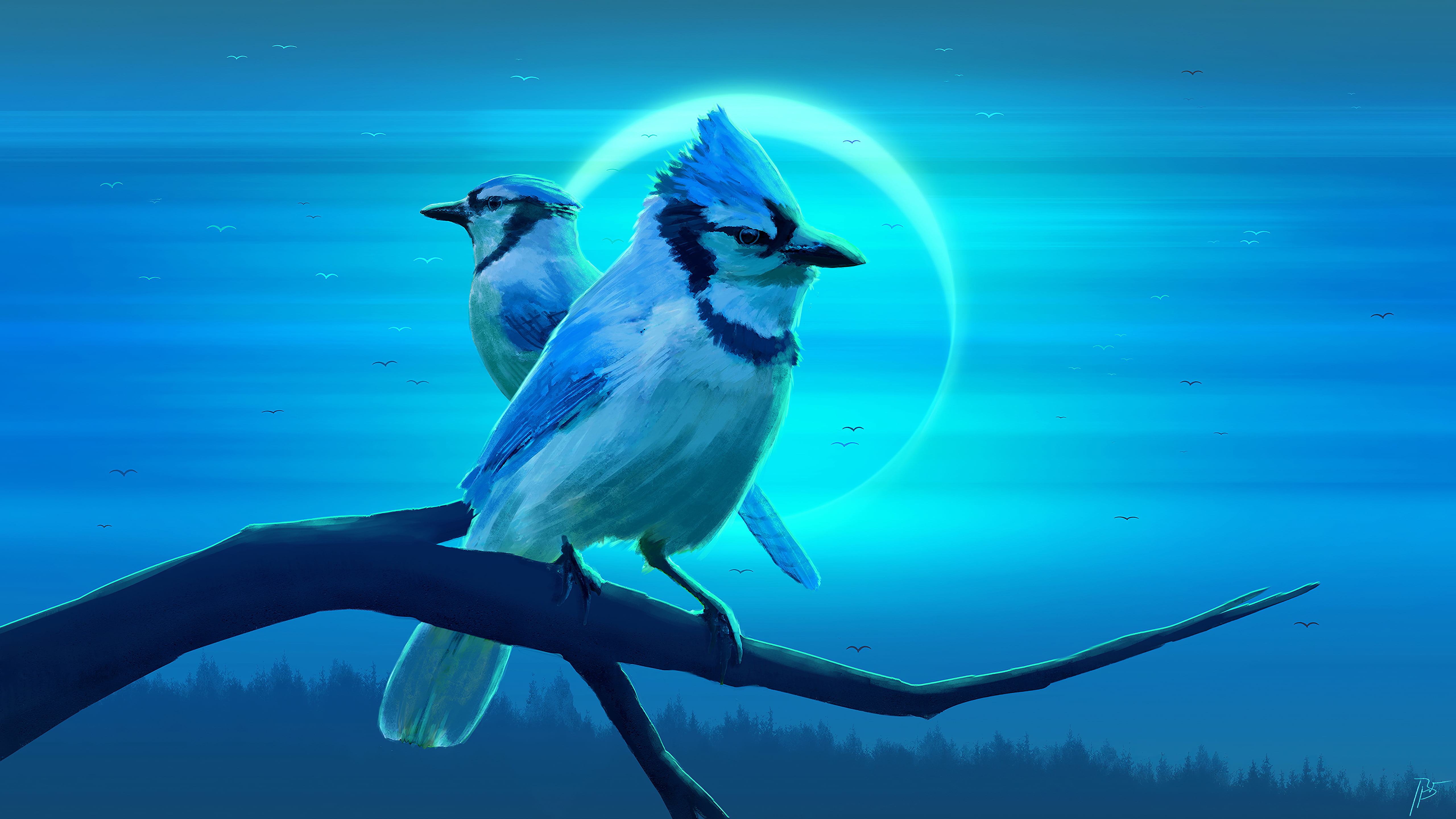 5K, Bird, Birds, Blue Jay, HD Wallpaper