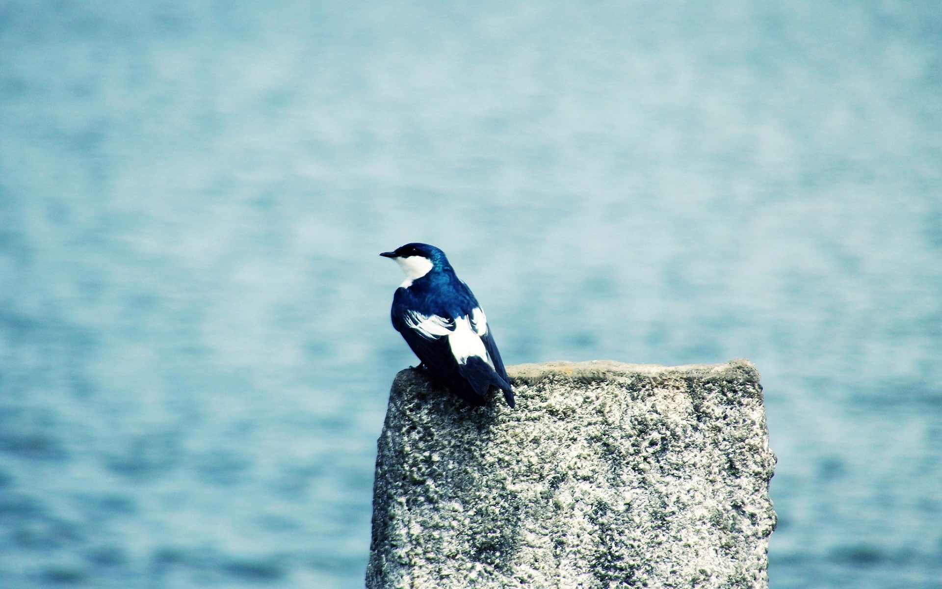 animal themes, no people, widescreen, wooden post, 1080P, animal wildlife, blue, perching, vertebrate, sea, bird, open, animal, solid, system, close-up, HD Wallpaper