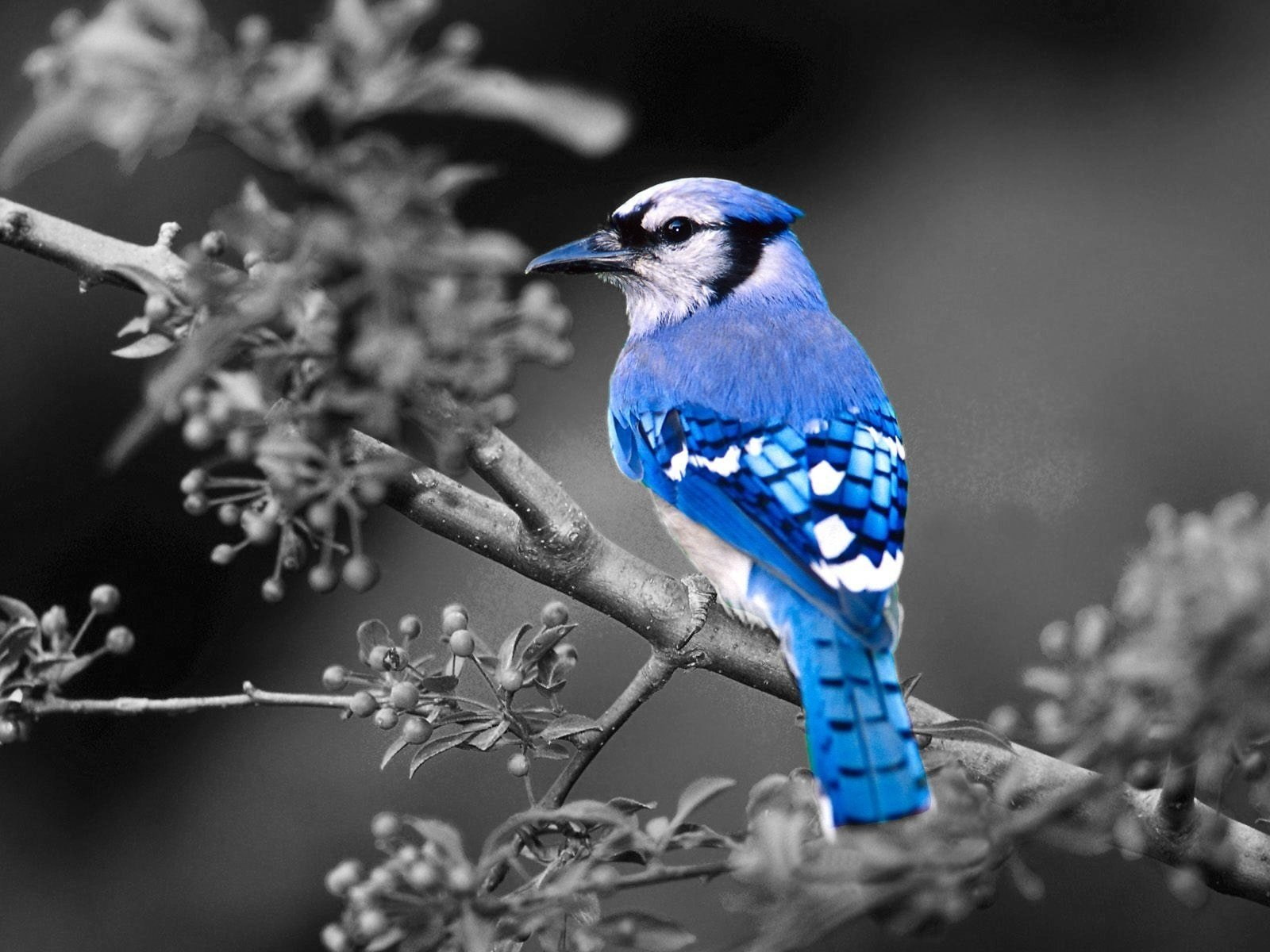 jay, birds, coloring, 720P, blue, selective, HD Wallpaper