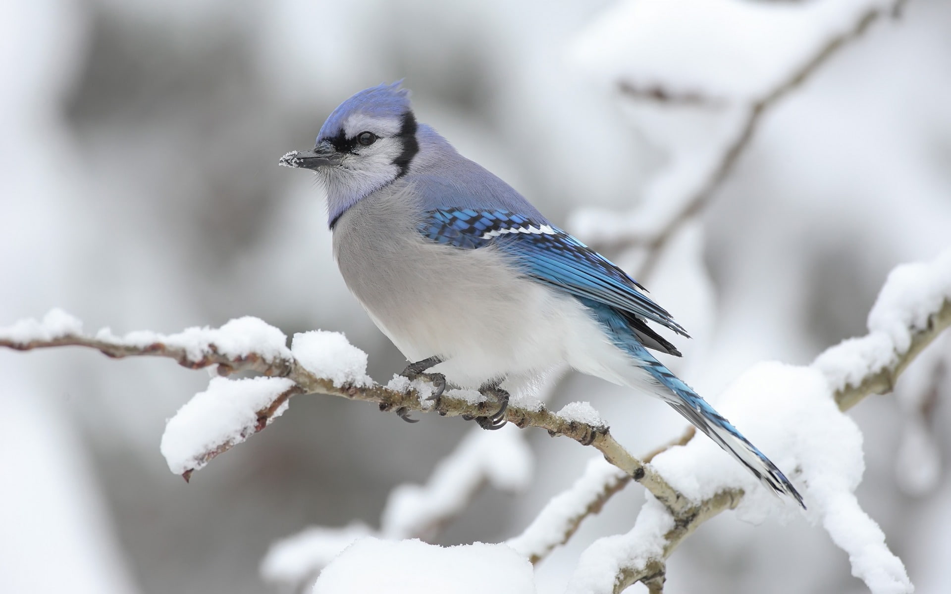 with, 1080P, snow, jay, blue, animals, HD Wallpaper
