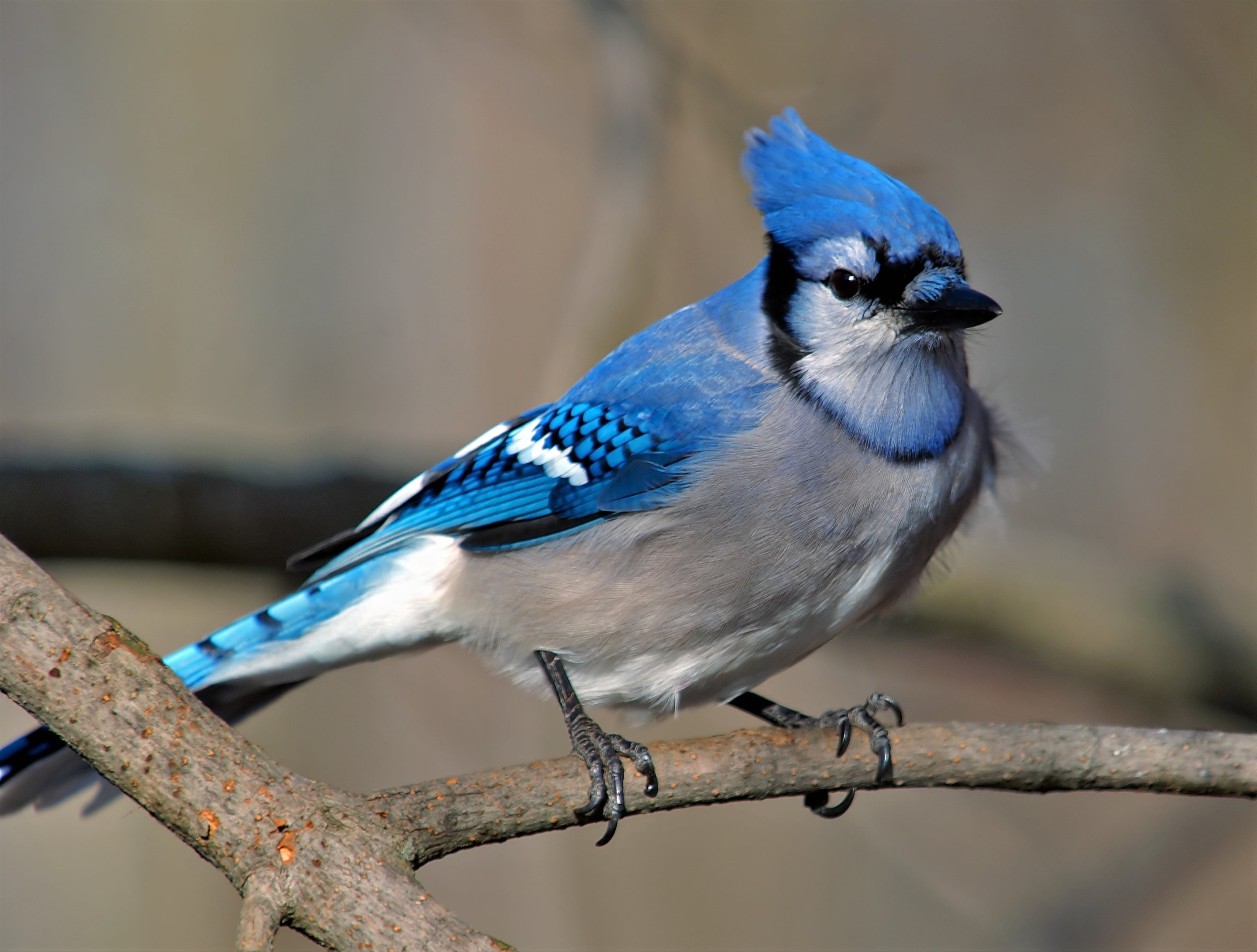 outdoors, animal, perching, full length, day, plant, blue jay 4k hd pic, nature, bird, animal wildlife, focus on foreground, blue, tree, 4K, vertebrate, HD Wallpaper