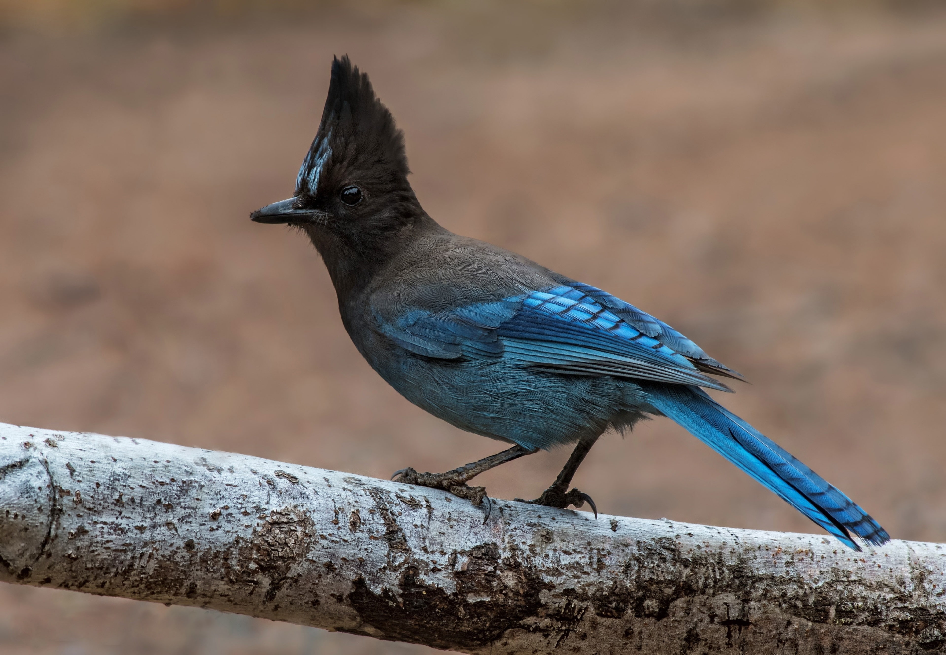 beak, perching, close-up, outdoors, wood - material, looking, animals in the wild, day, animal wildlife, bird, nature, one animal, focus on foreground, HD Wallpaper