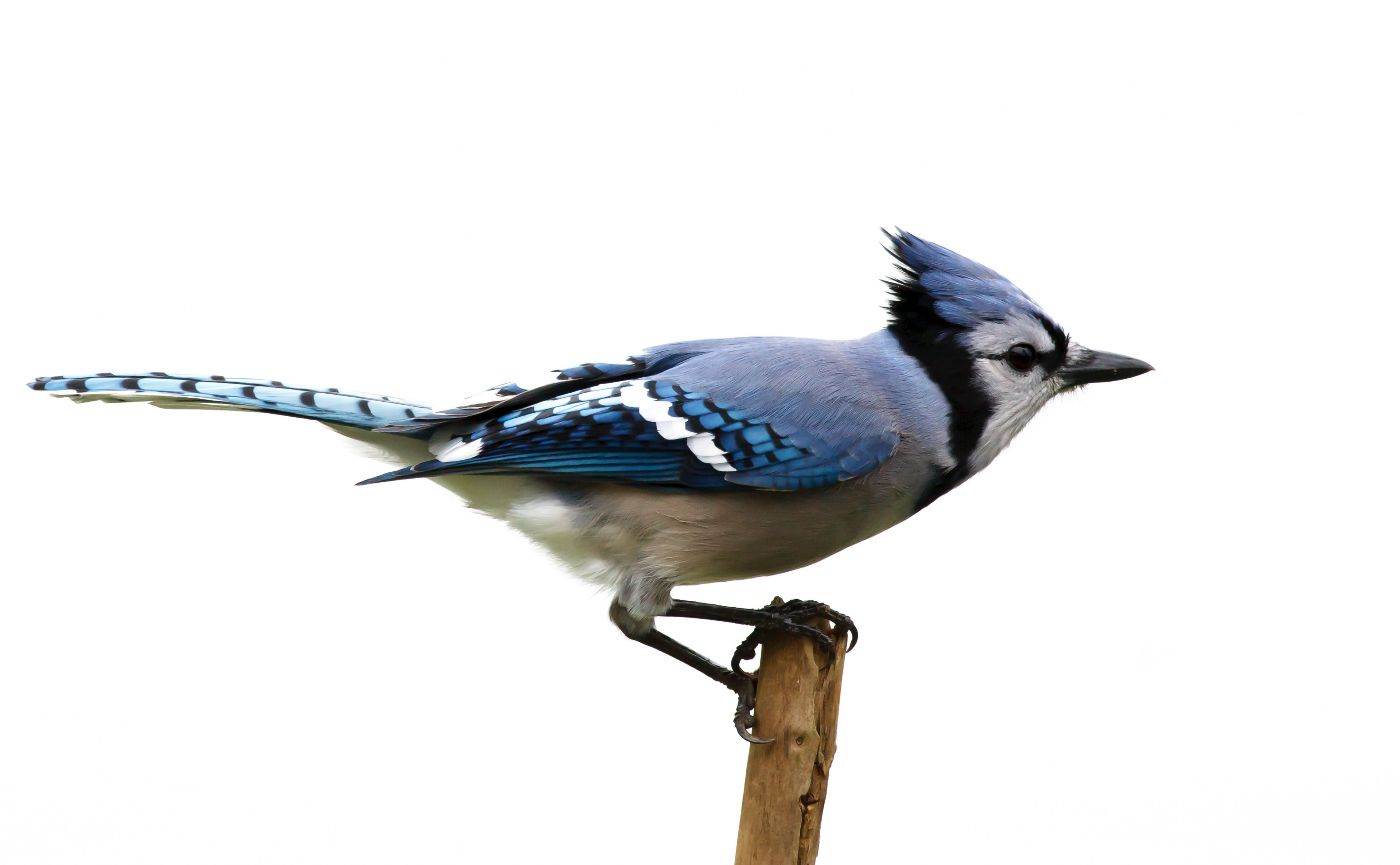 animal, no people, vertebrate, Animals, day, perching, blue, outdoors, clear sky, bluejay, animal themes, one animal, sky, 4K, white, animal wildlife, HD Wallpaper