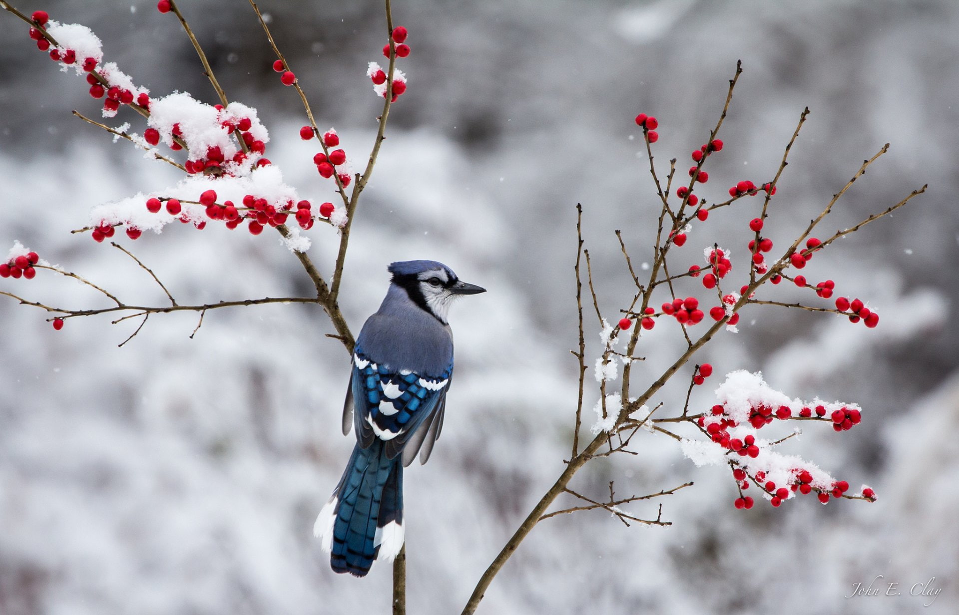 branch, perching, tree, day, no people, Blue Jay, animal themes, winter, plant, animals in the wild, one animal, animal, focus on foreground, beauty in nature, HD Wallpaper