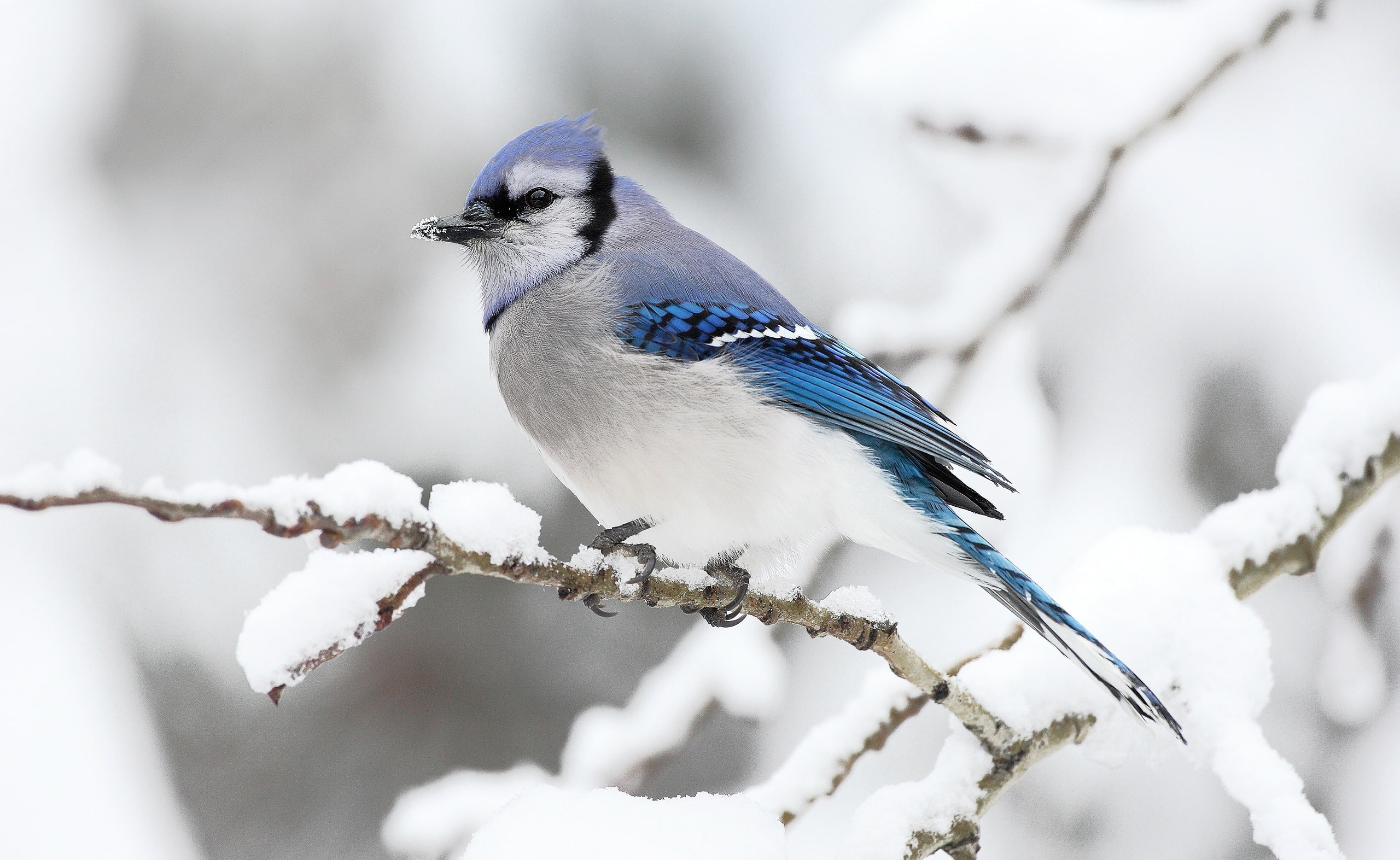 beauty in nature, plant, snow, one animal, branch, animal themes, Bird, cold temperature, hd, day, moncton, Winter, Beautiful, animal wildlife, HD Wallpaper