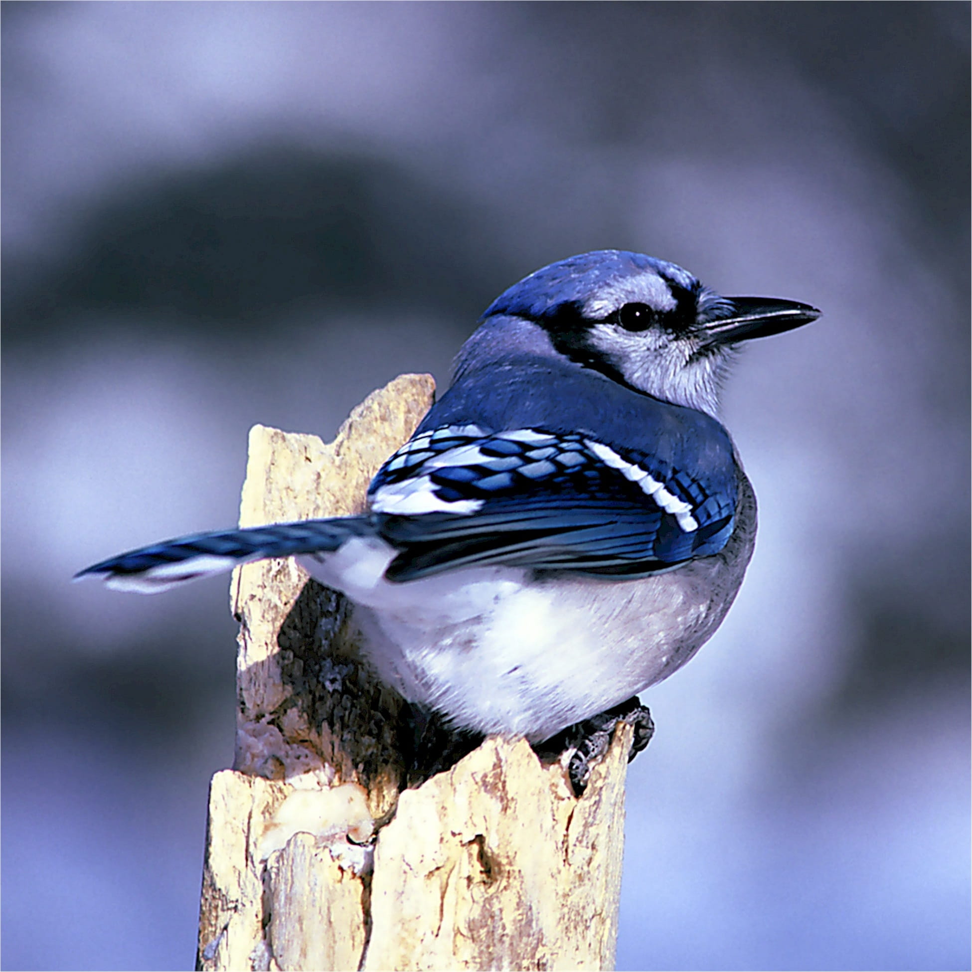 perch, beak, usfws, post, animals in the wild, blue jay, day, purple, wildlife, outdoors, close-up, vertebrate, tree, bird, cyanocitta cristata, animal wildlife, Phone HD Wallpaper
