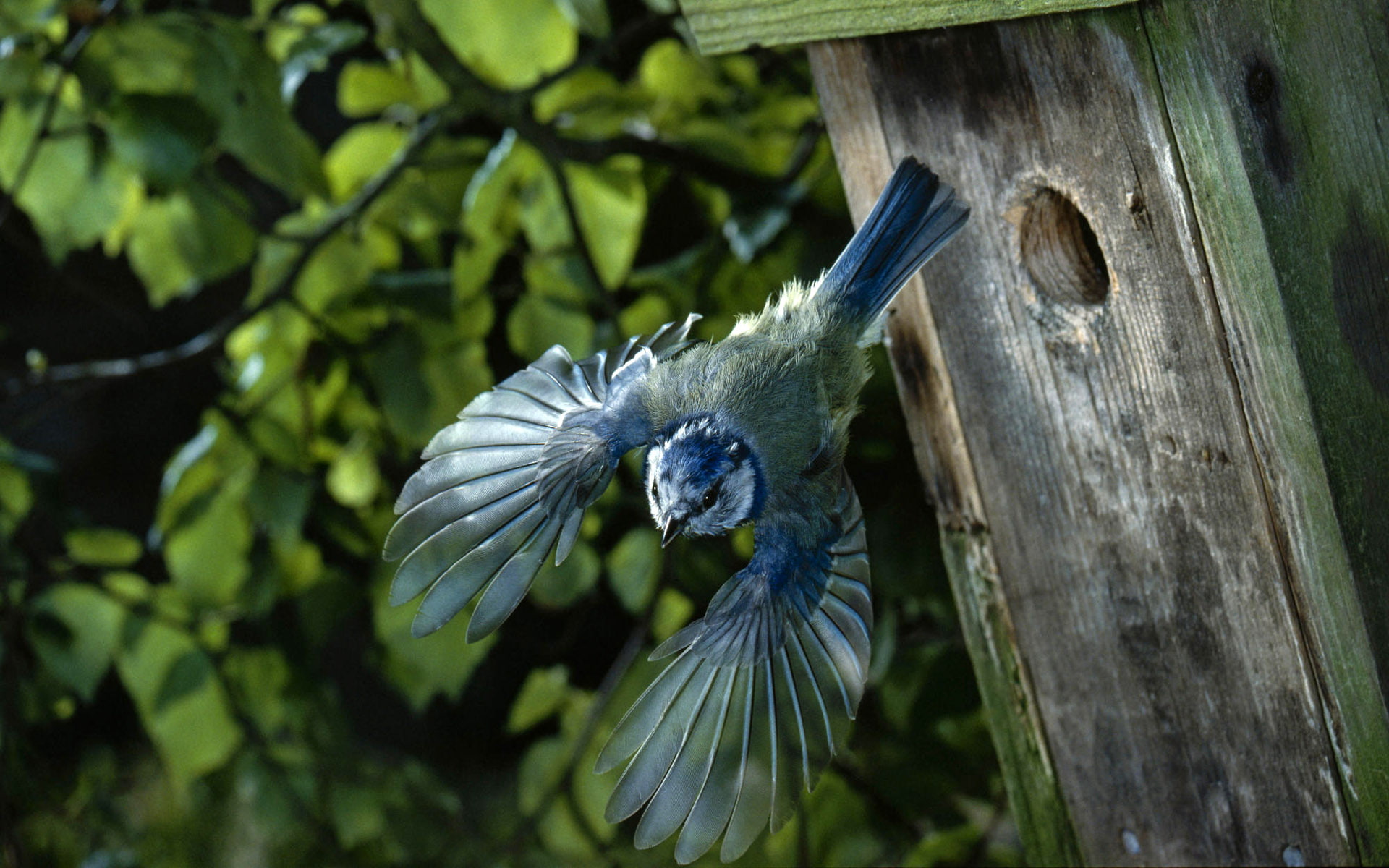 jay, bird, animals, stop, blue, wings, birdhouse, action, 1080P, gray, hd, HD Wallpaper