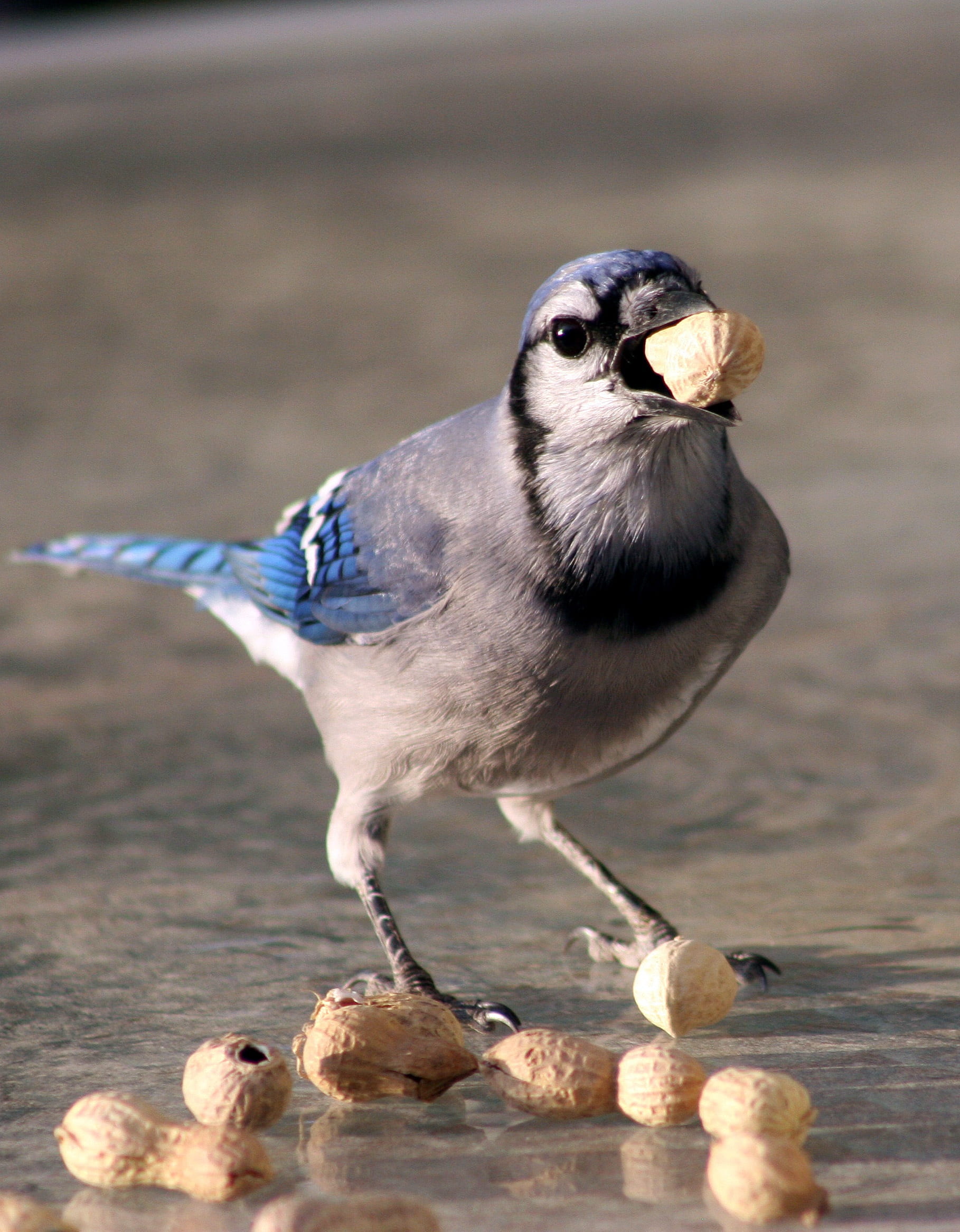 full length, animals in the wild, wood - material, 1080P, one animal, peanut - food, close-up, eating, nut, no people, focus on foreground, vertebrate, Phone HD Wallpaper
