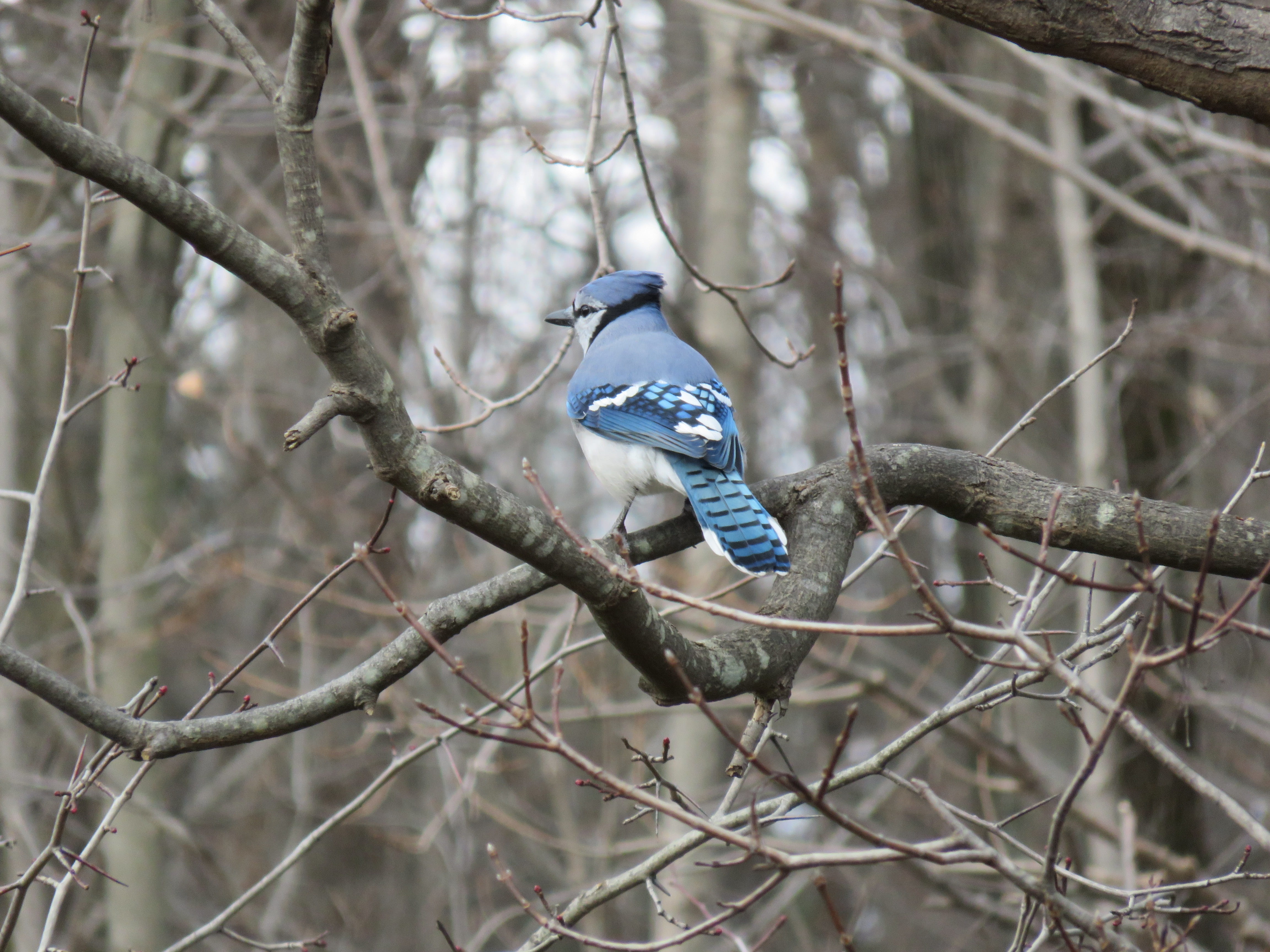 blue jay, nature, daytime, plant, beauty in nature, kingfisher, bare tree, woods, one animal, blue, animal themes, no people, jay, day, focus on foreground, HD Wallpaper