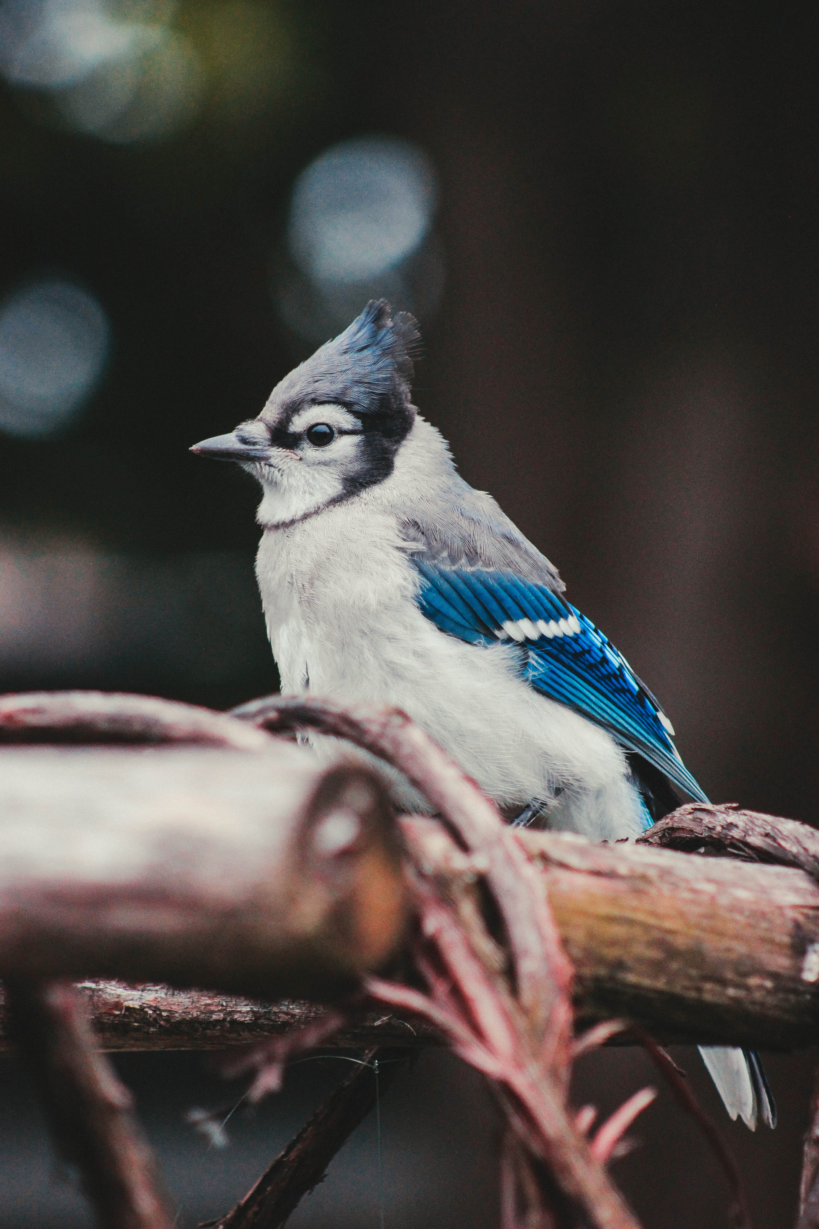 selective focus, jay, bird, bare, animal wildlife, blue, no people, blue bird, standing, day, sharp, branch, outdoors, plant, close-up, nature, white, blurred, Phone HD Wallpaper