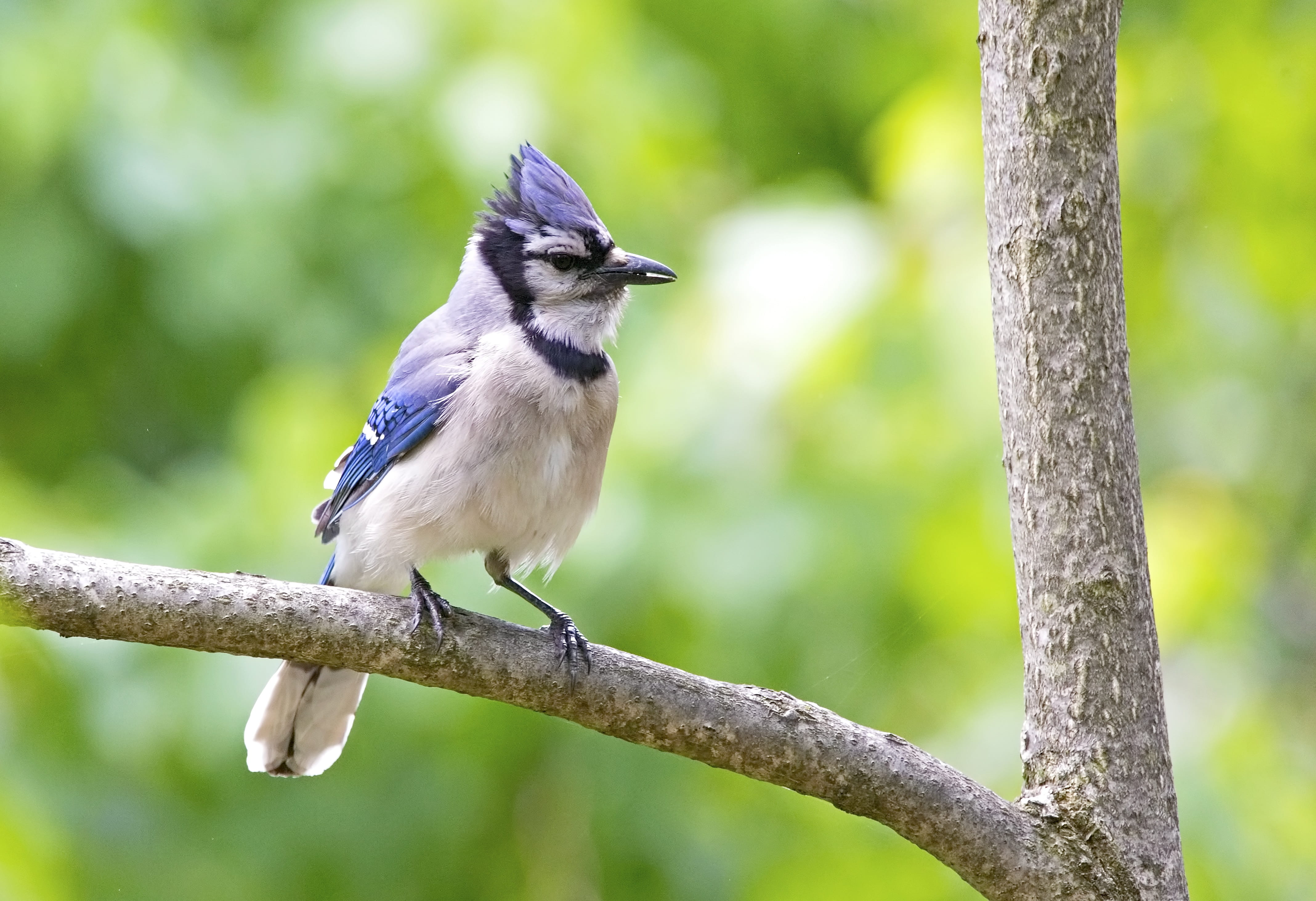 wild, animals in the wild, one animal, tree trunk, ornithology, nature, day, vertebrate, tree, perching, animal wildlife, forest, close-up, birding, outdoors, HD Wallpaper