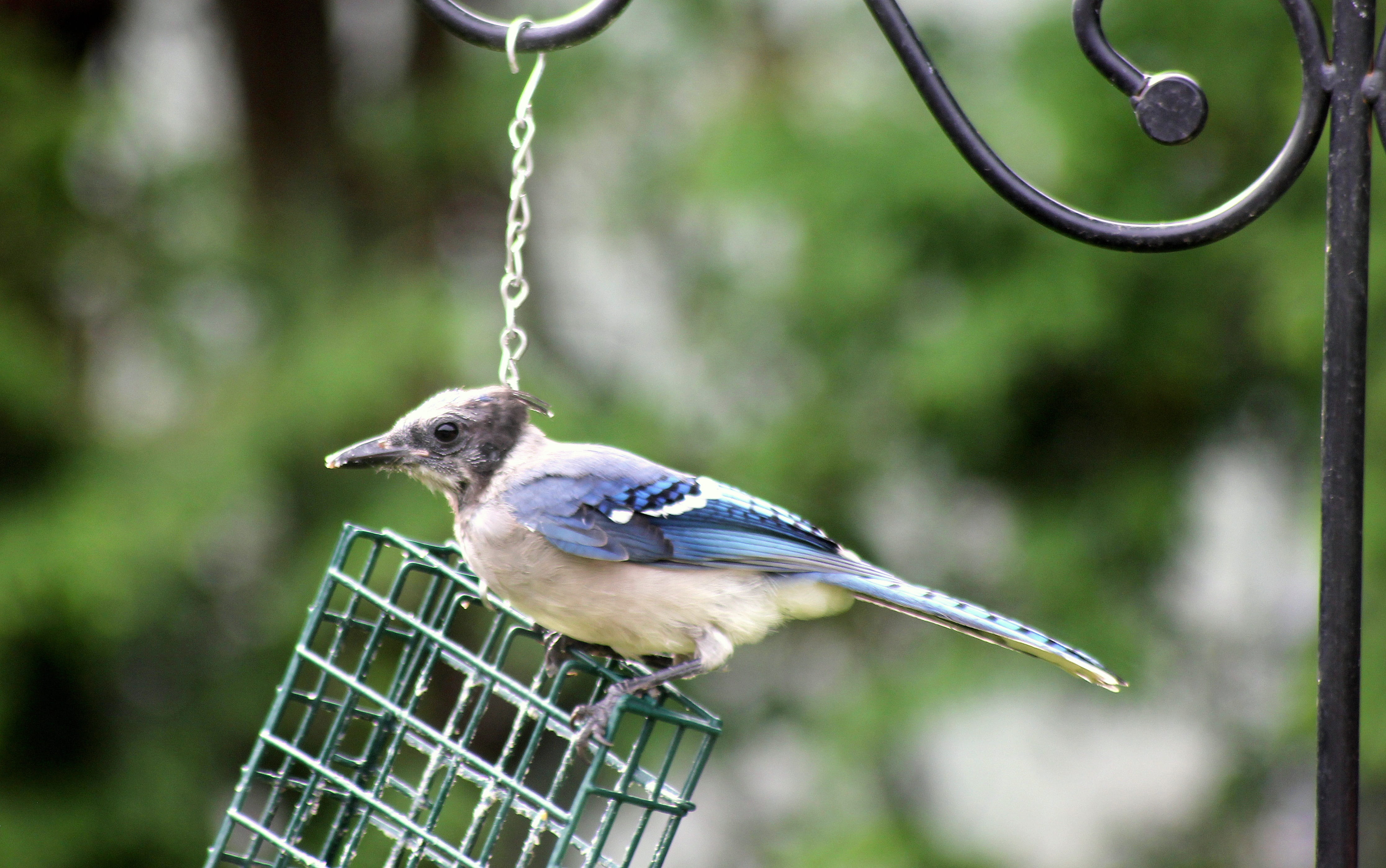 full length, 4K, animal wildlife, outdoors, tree, metal, animal themes, animals in the wild, bird, blue, bluejay, close-up, day, songbird, animal, juvenile bird, HD Wallpaper