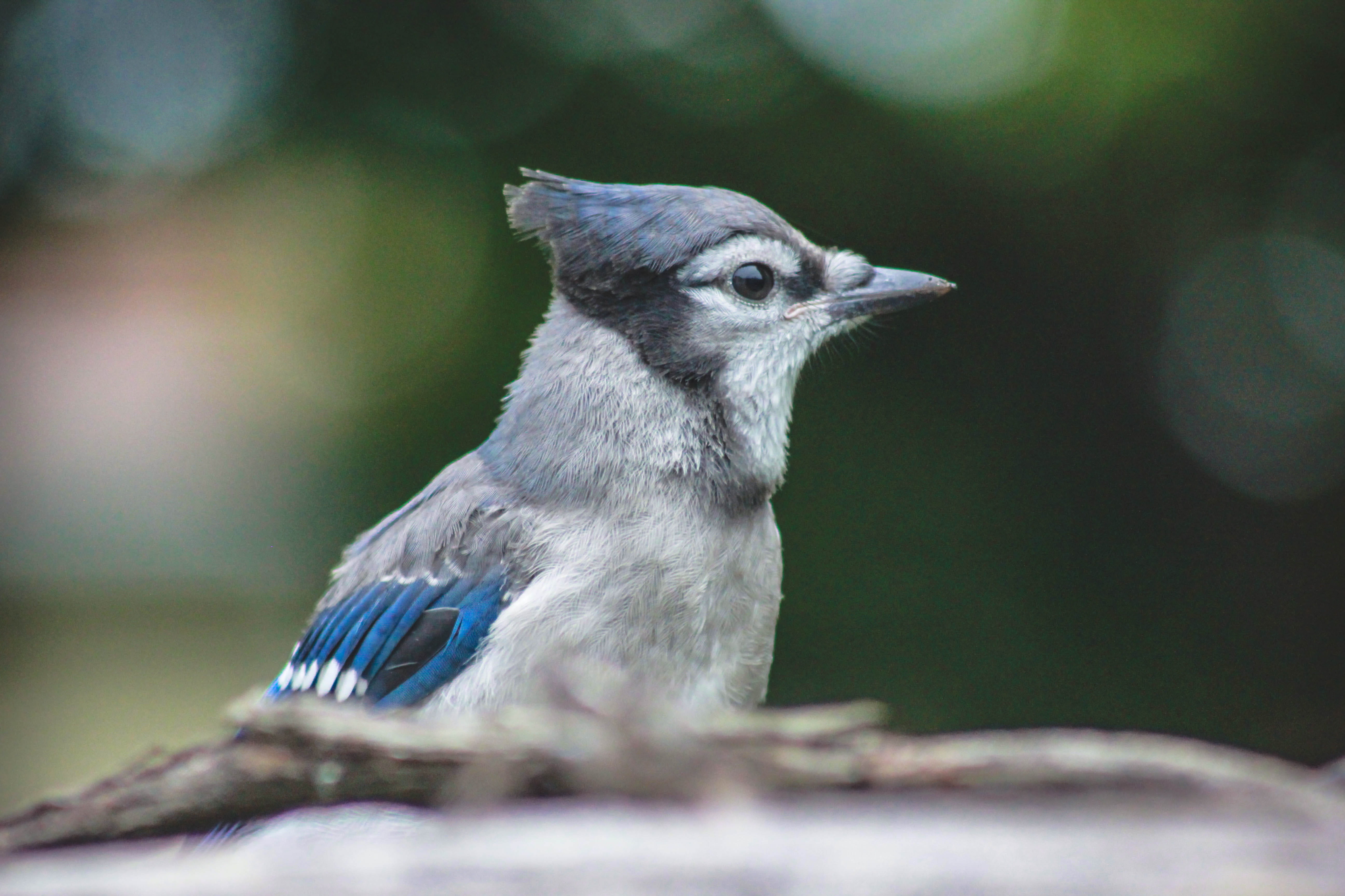 macro, focus on foreground, bluejay, outdoors, no people, vertebrate, 5K, canada, looking away, birds, looking, animal wildlife, mammal, closeup, day, HD Wallpaper