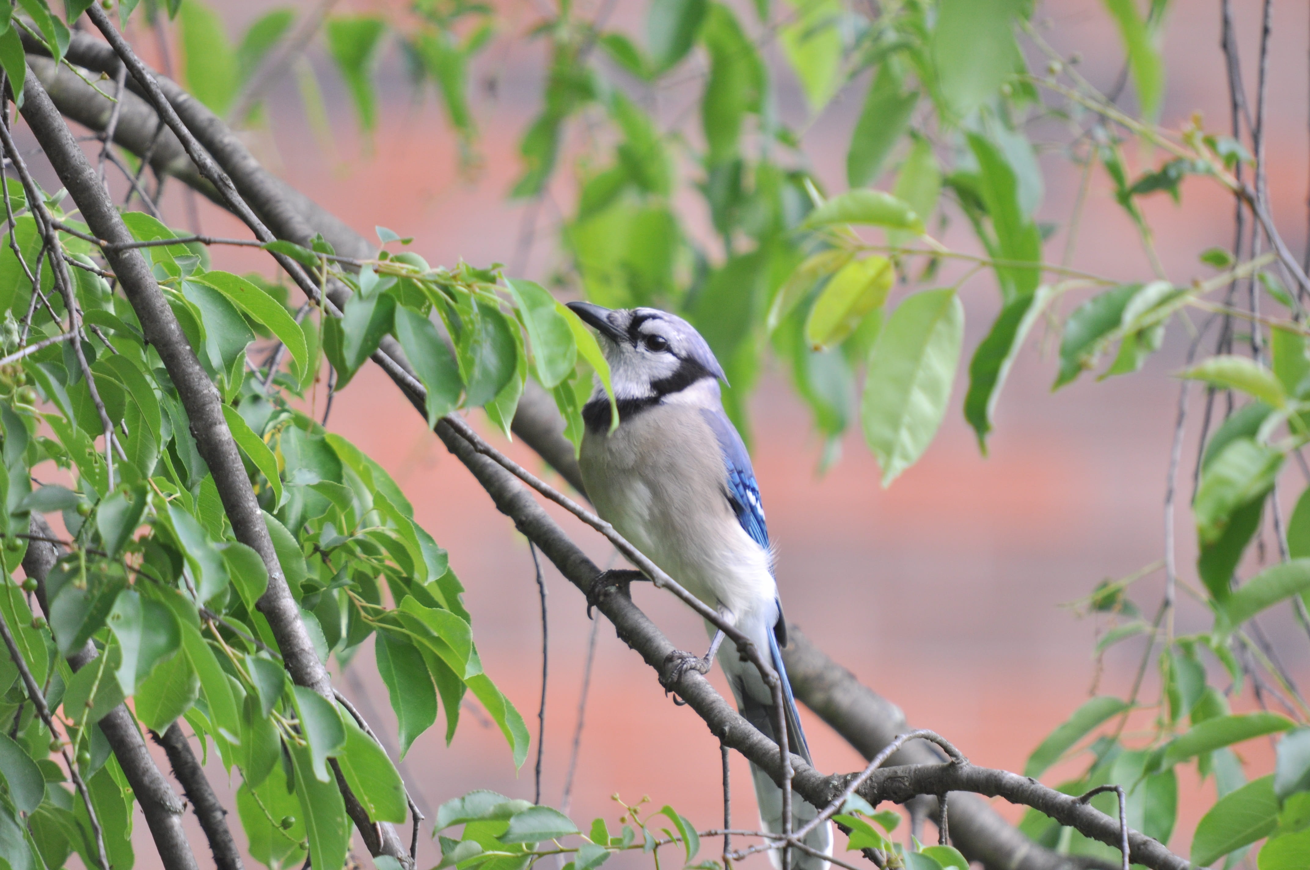 plant part, perching, bluejay, plant, outdoors, no people, blue jay, nature, one animal, animals in the wild, 4K, leaf, focus on foreground, green color, HD Wallpaper