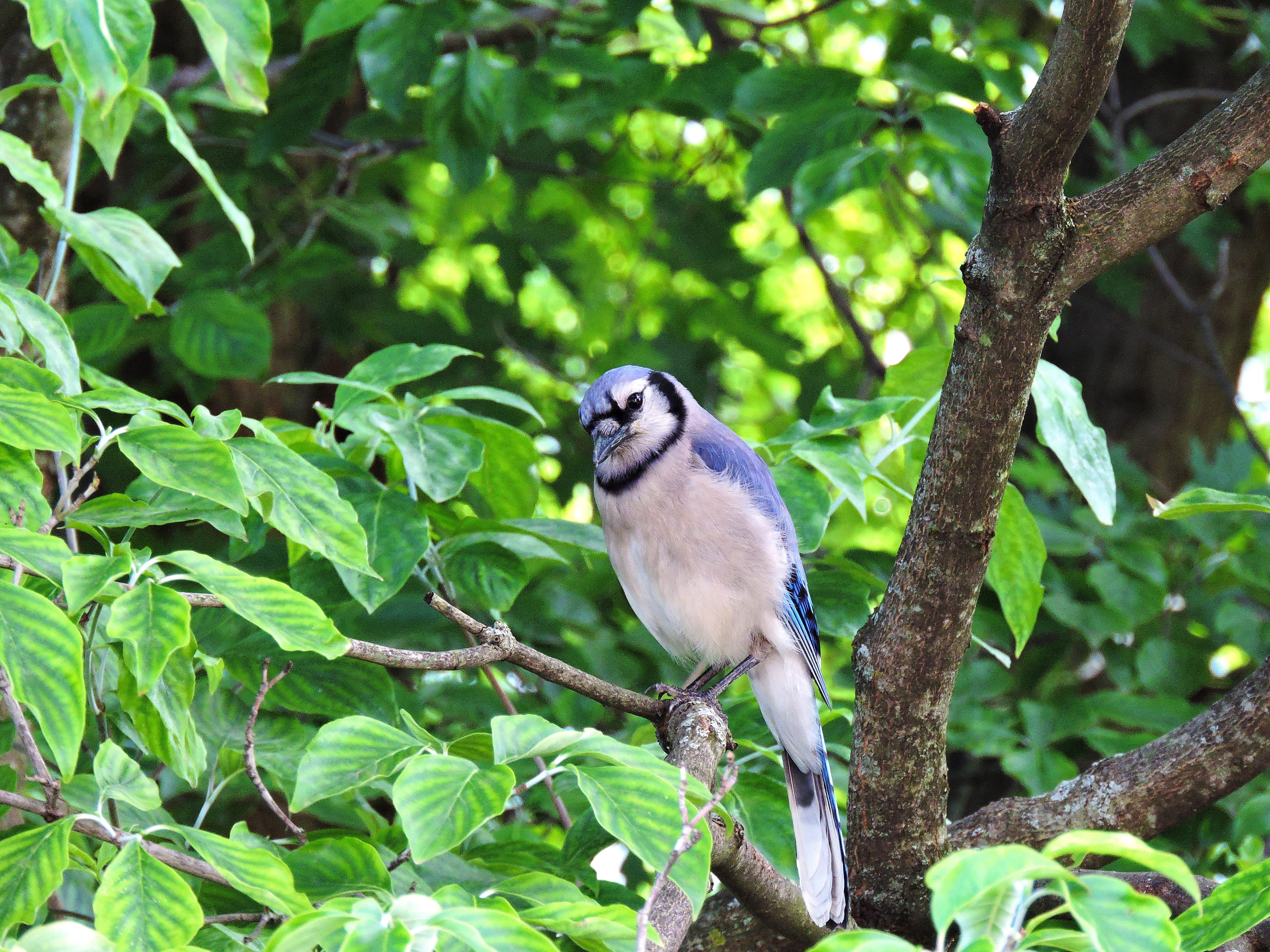 animal wildlife, plant, day, green color, Blue Jays, Bluejay, Blue Jay, vertebrate, bird, outdoors, leaf, plant part, branch, animal, tree, perching, no people, HD Wallpaper