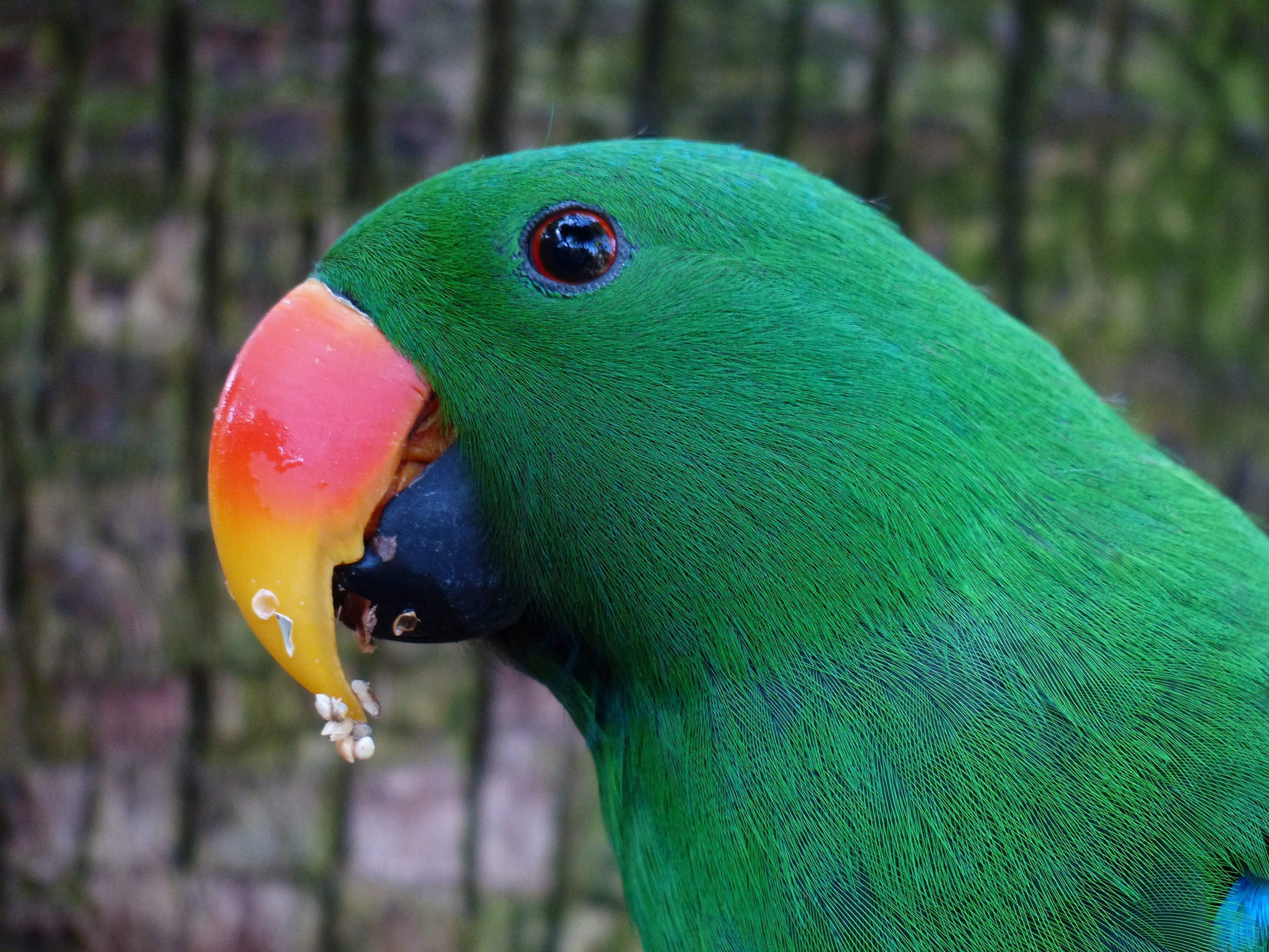 eating, day, animal wildlife, green color, animal body part, animal eye, multi colored, food, bird, eclectus roratus riedeli, vertebrate, animal, eclectus roratus, HD Wallpaper