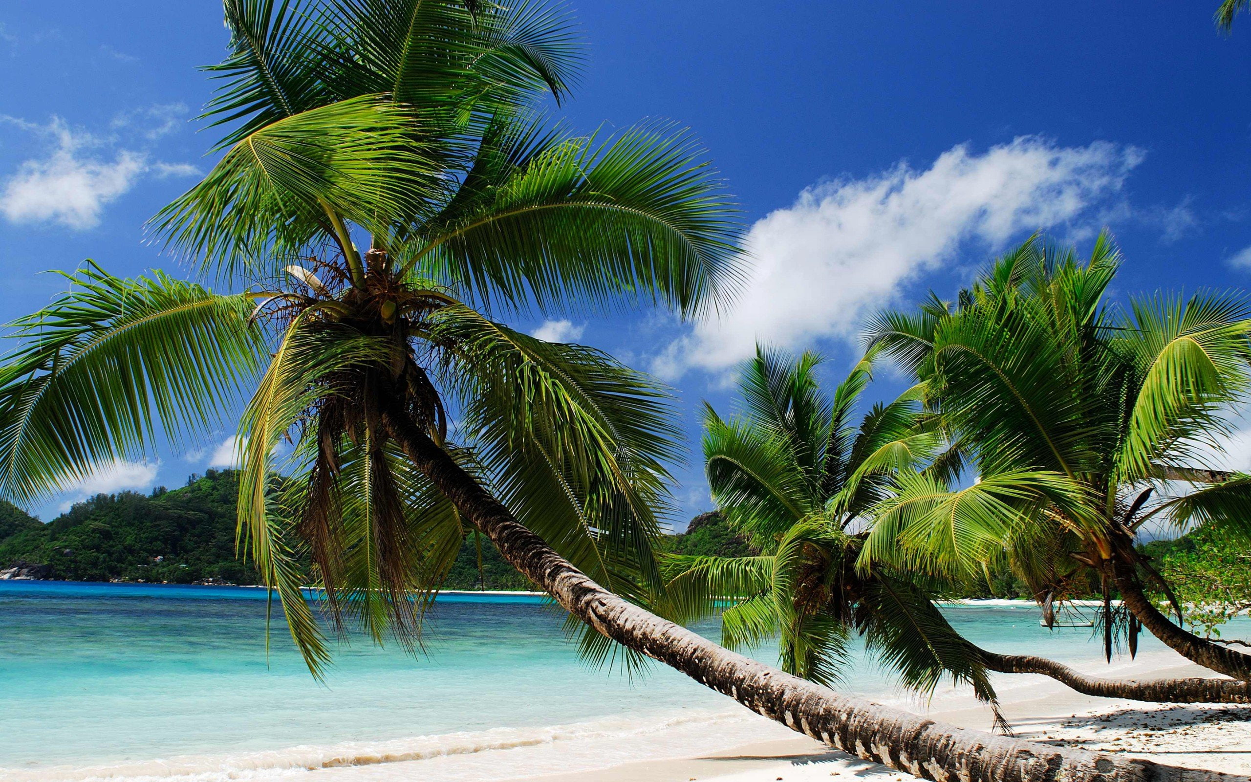 palm, beack, sky, summer, sea, 2K, blue, sun, nature, HD Wallpaper