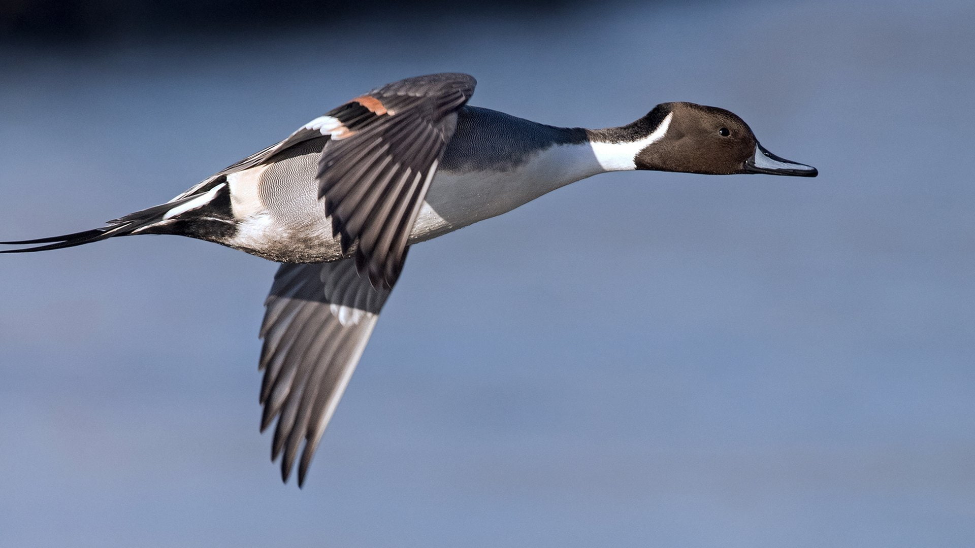 Birds, Duck, Bird, Animal, 1080P, Northern Pintail, HD Wallpaper