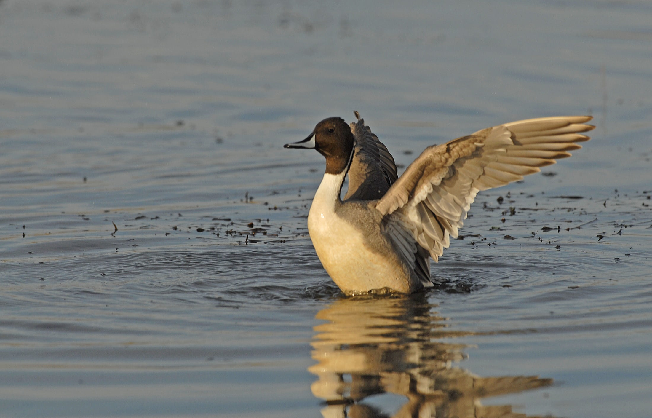 wildlife, water bird, male, day, vertebrate, waterfront, spread wings, plumage, swimming, portrait, outdoors, beauty in nature, 1080P, animal wildlife, HD Wallpaper