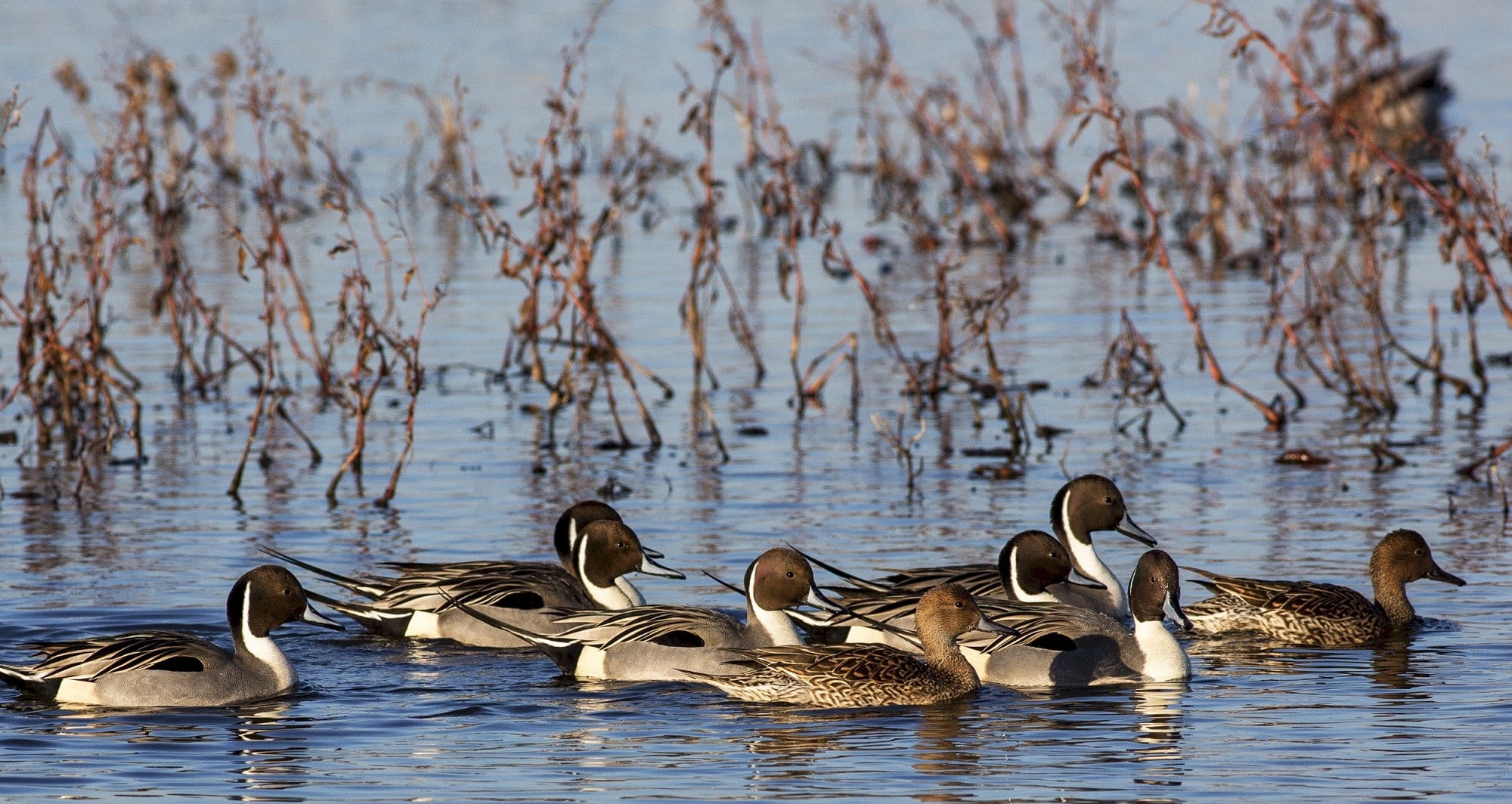 group of animals, waterfront, pintail ducks, flock of birds, no people, vertebrate, lake, birds, nature, water, animal wildlife, beauty in nature, duck, HD Wallpaper