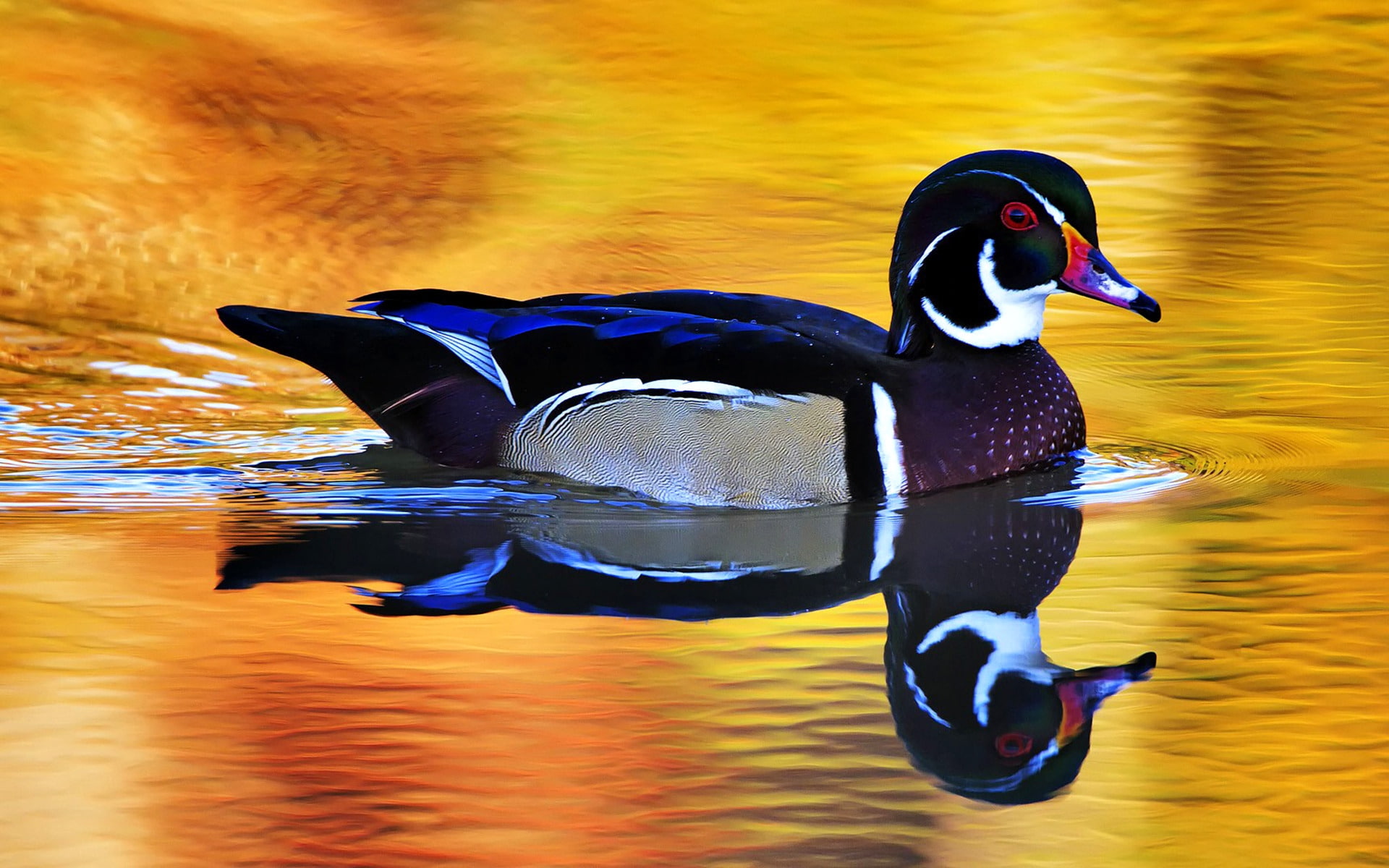 wild, mallard, blue, white, gray, 1080P, duck, black, purple, colorful, HD Wallpaper