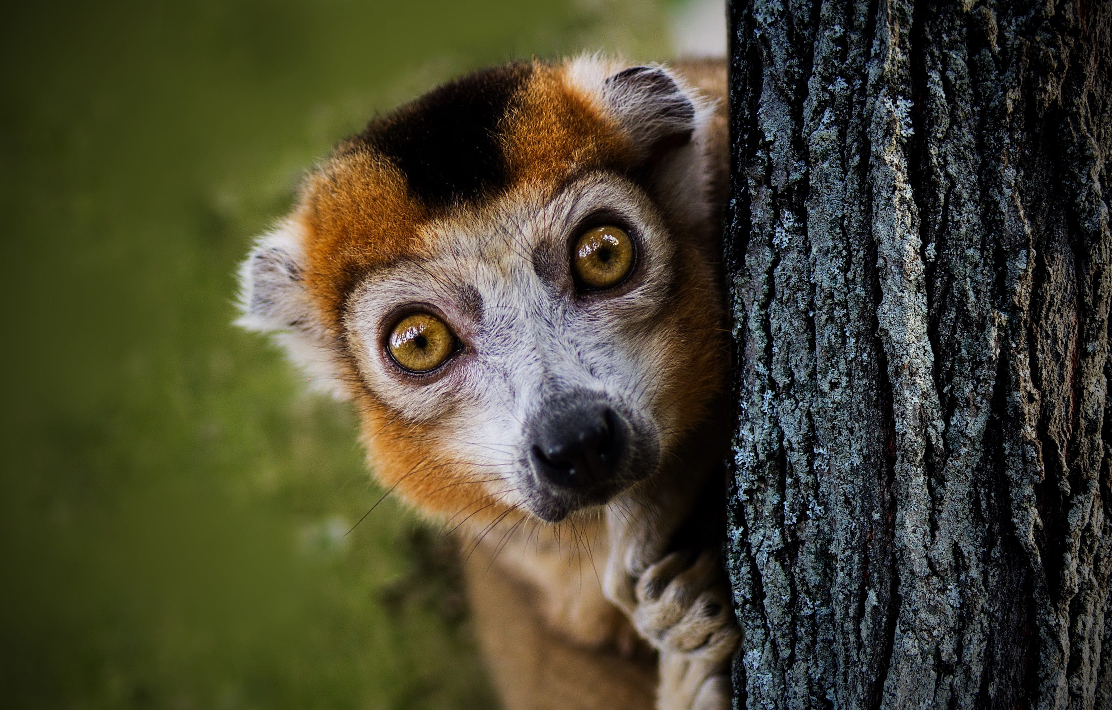 primate, vertebrate, trunk, animal eye, curious, tree trunk, close-up, animal wildlife, plant, animal body part, maki, day, mammal, cute, animal, snout, HD Wallpaper