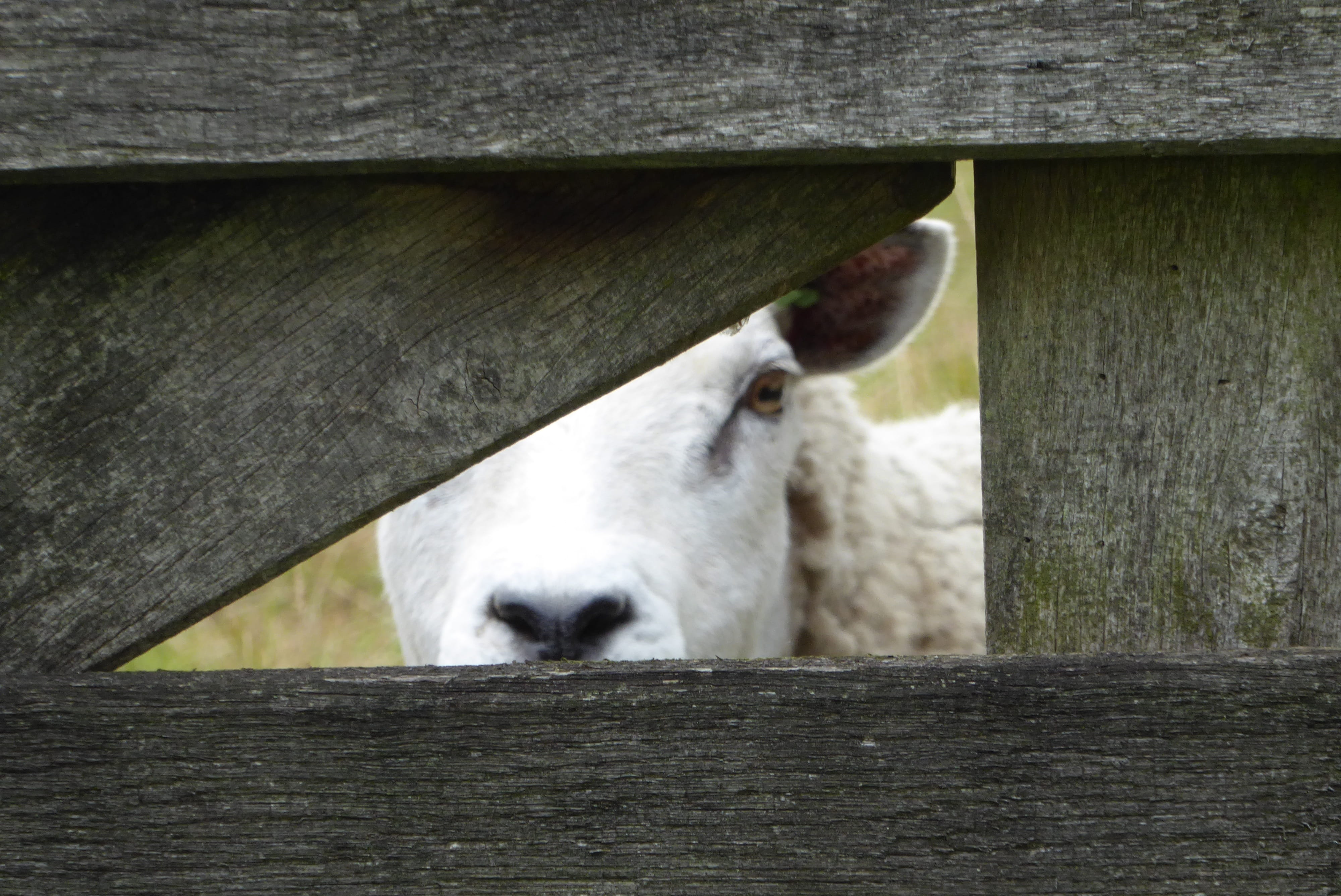 farm, fence, outdoors, Pasture, barrier, wood - material, animal pen, animal, day, pets, livestock, Sheep, vertebrate, herbivorous, Peekaboo, rural Scene, HD Wallpaper