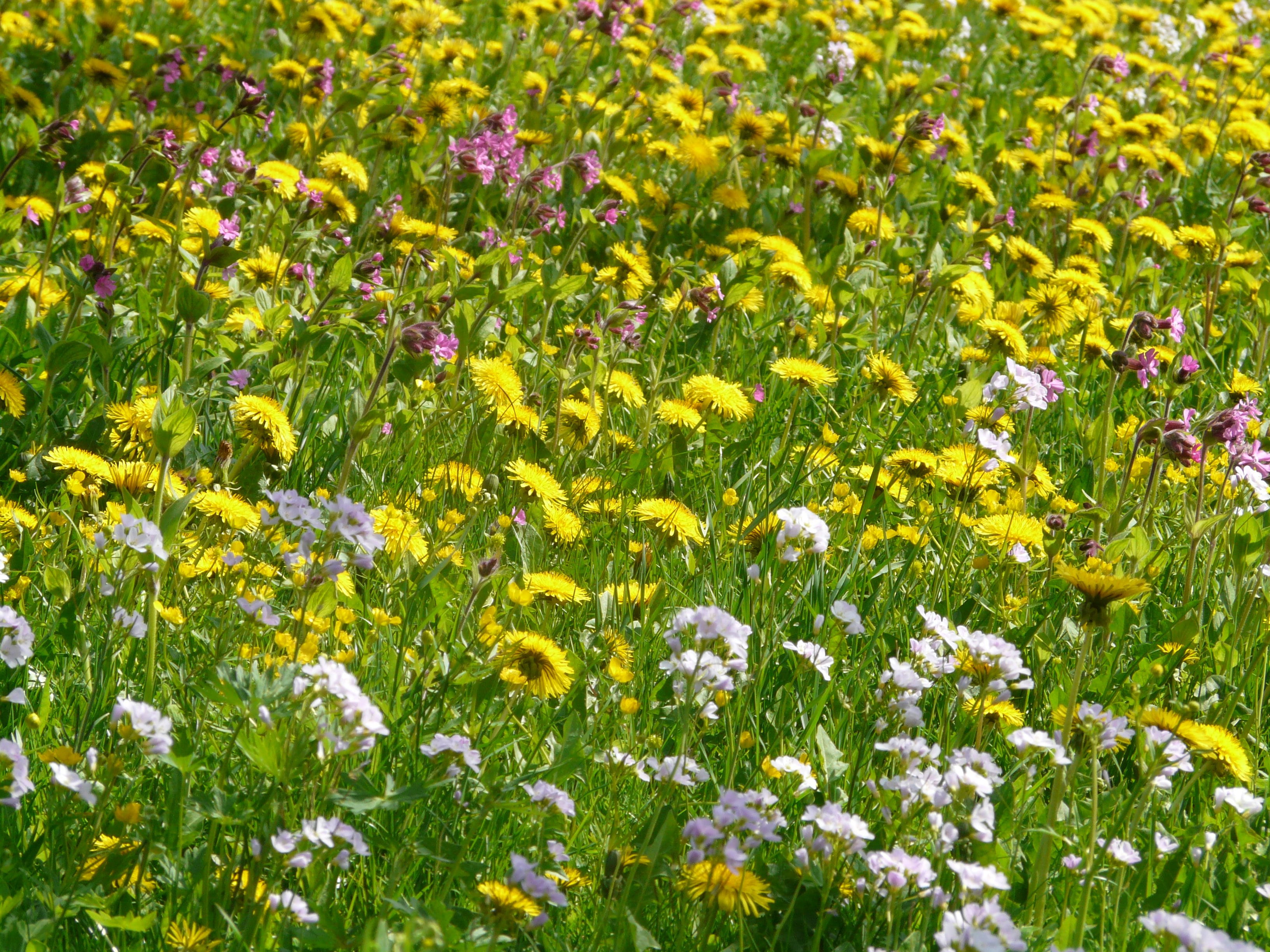 light carnation, springtime, 2K, sunlight, outdoors, flowerbed, plant, wild flowers, petal, green color, land, inflorescence, yellow, flower, spring meadow, HD Wallpaper