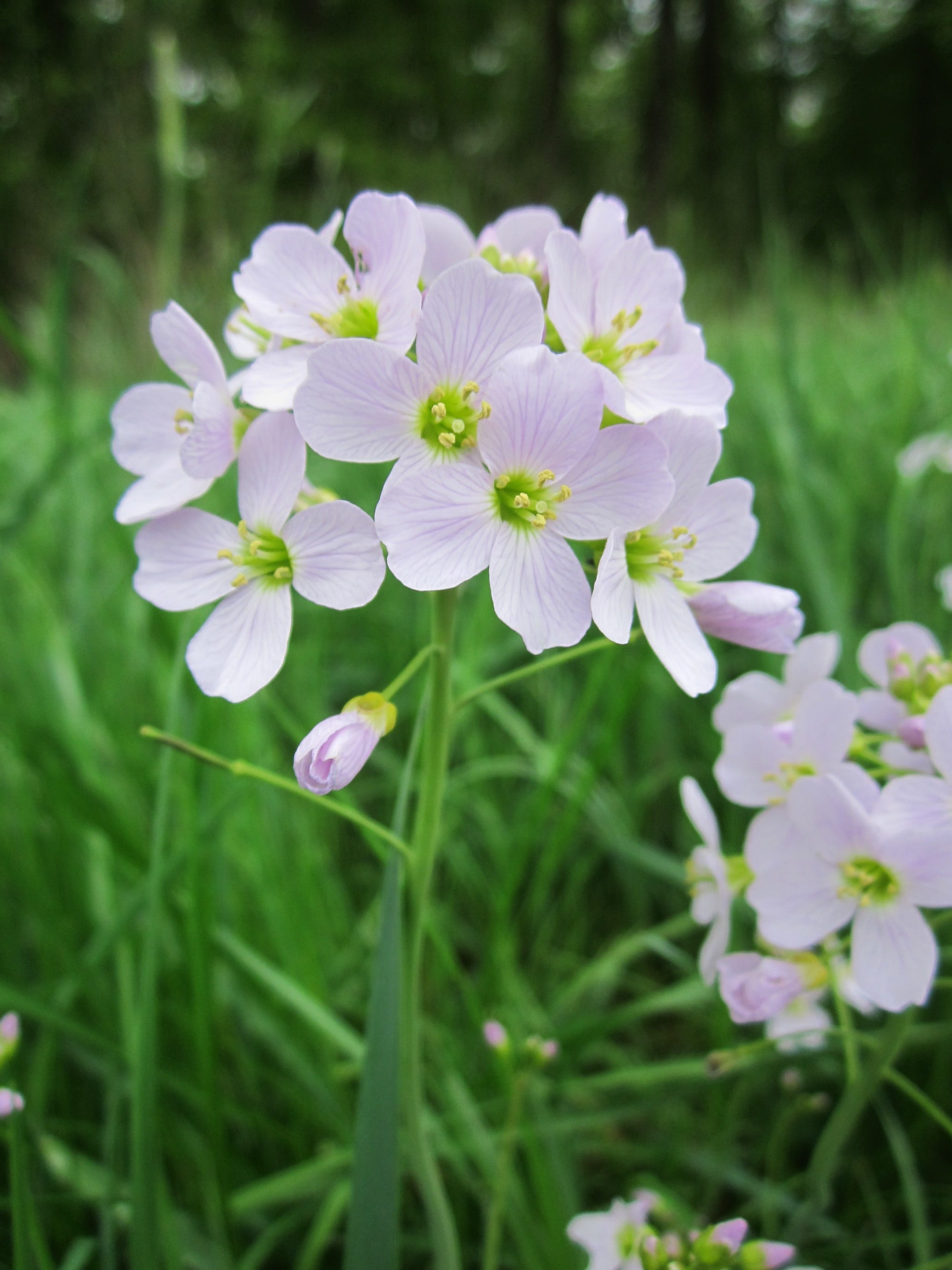 no people, outdoors, grass, species, growth, fragility, ladys smock, 2K, Cardamine Pratensis, blossom, wildflower, day, selective focus, flower, inflorescence, Phone HD Wallpaper