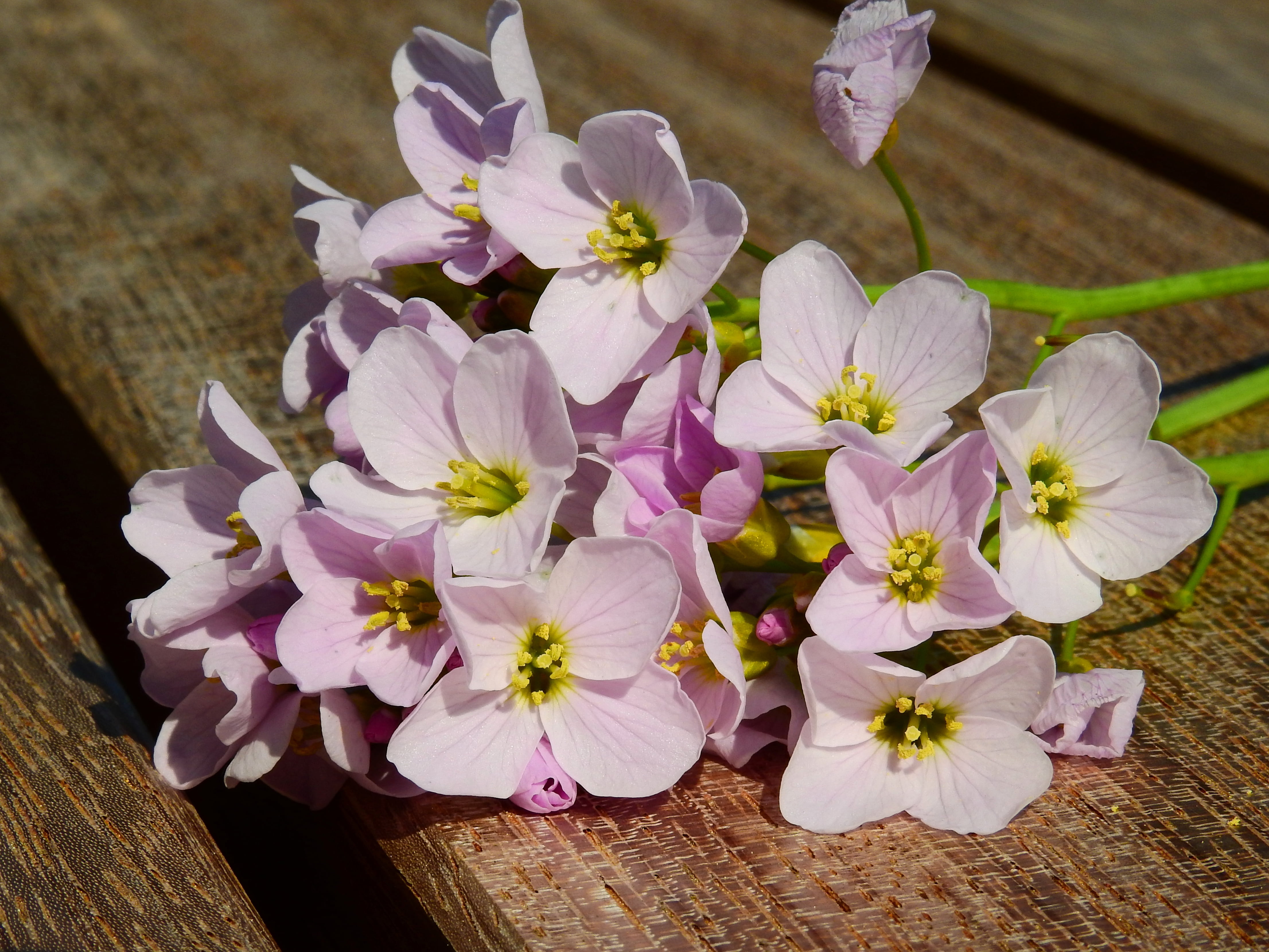 wood - material, purple, smock, beauty in nature, focus on foreground, plant, flower arrangement, flower head, petal, pollen, weed, blossom, close-up, white color, HD Wallpaper